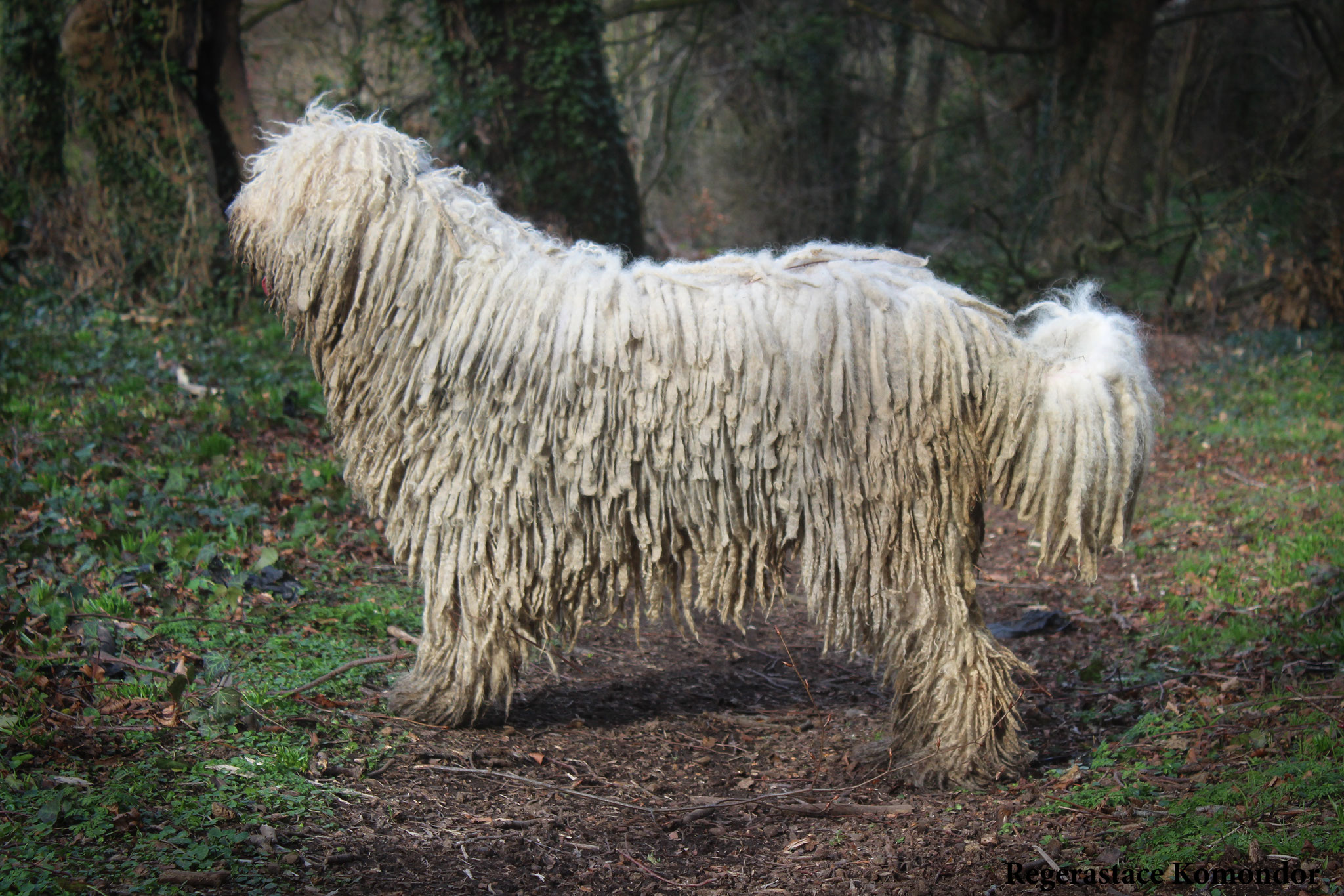 Coat Maintenance of a komondor rastacekomondors