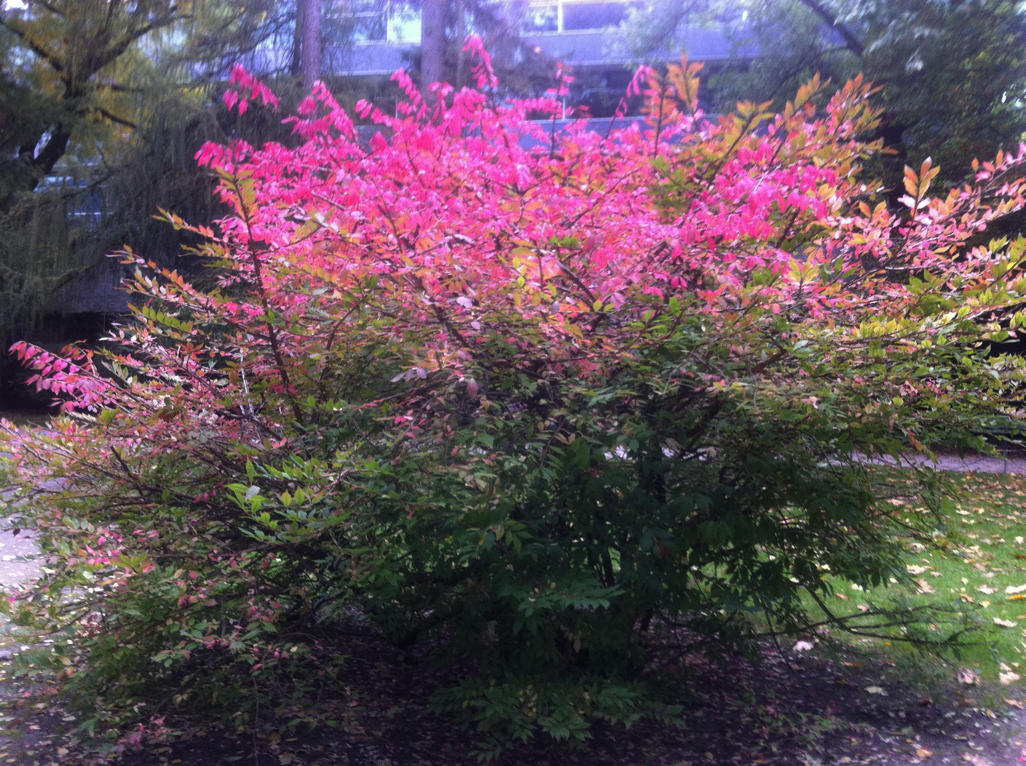 Herbstbeginn im Innsbrucker Hofgarten Anfang Okt. 2017