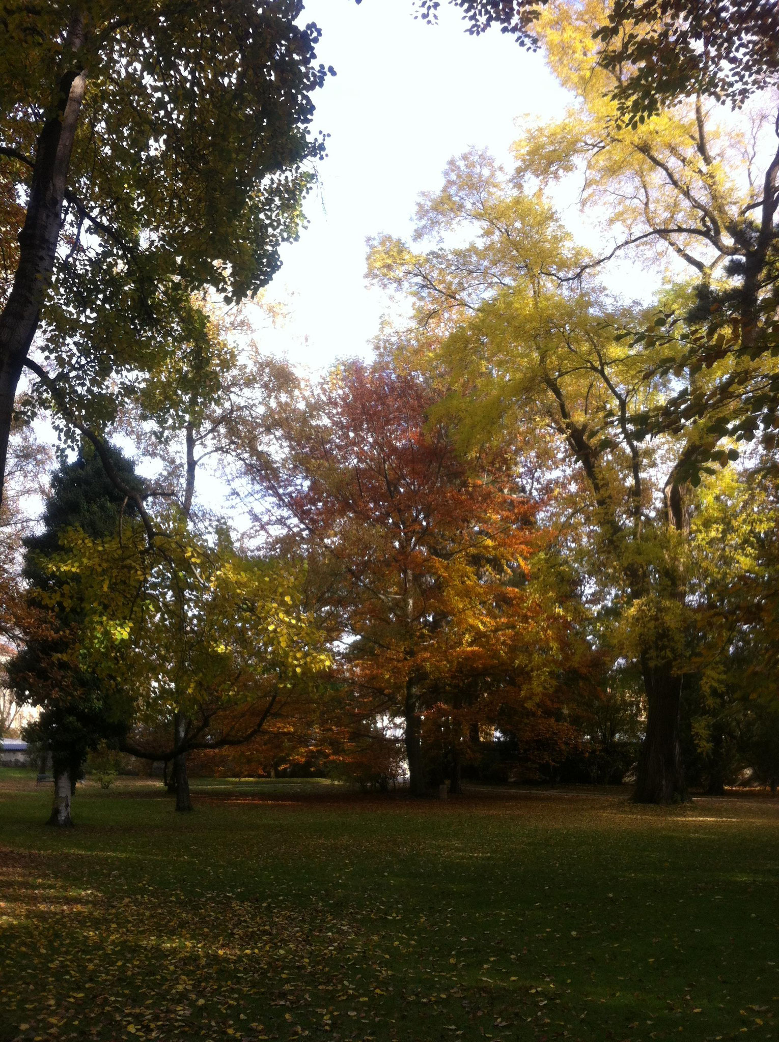 Herbst im Innsbrucker Hofgarten...  2016