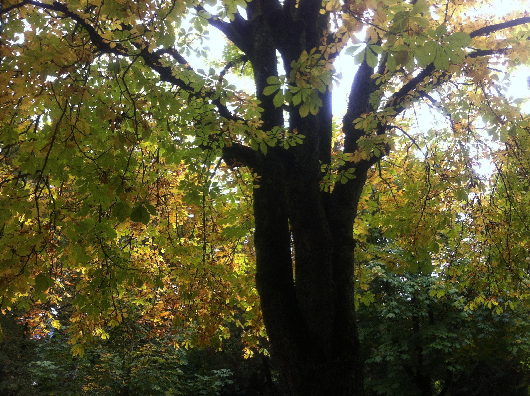 Herbstbeginn im Innsbrucker Hofgarten Anfang Okt. 2017