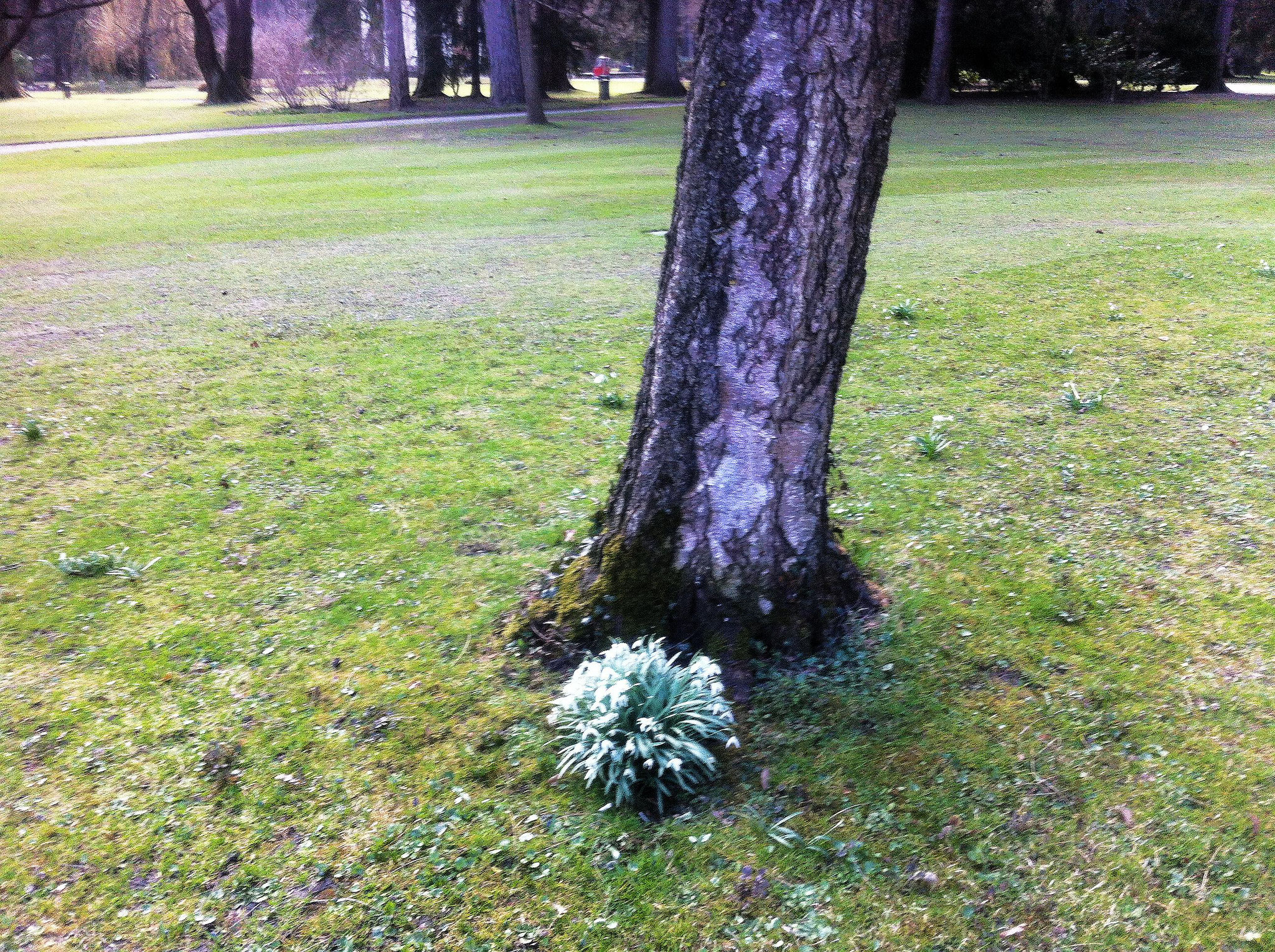 Frühling im Innsbrucker Hofgarten - 2017