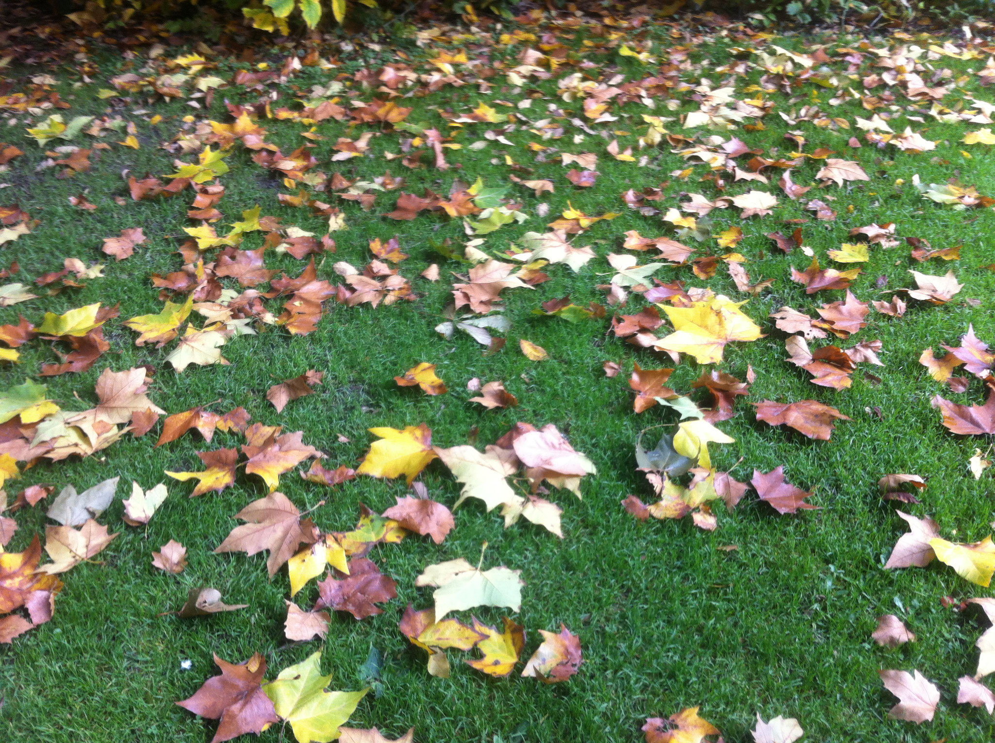 Herbstbeginn im Innsbrucker Hofgarten Anfang Okt. 2017