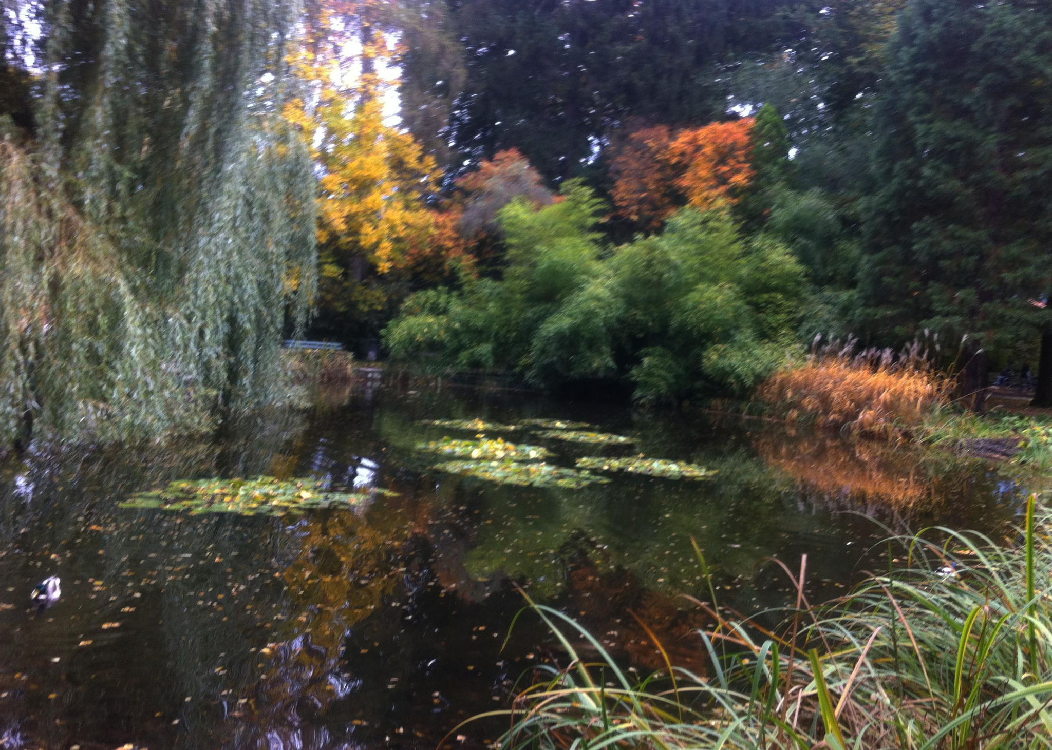 Herbstbeginn im Innsbrucker Hofgarten Anfang Okt. 2017