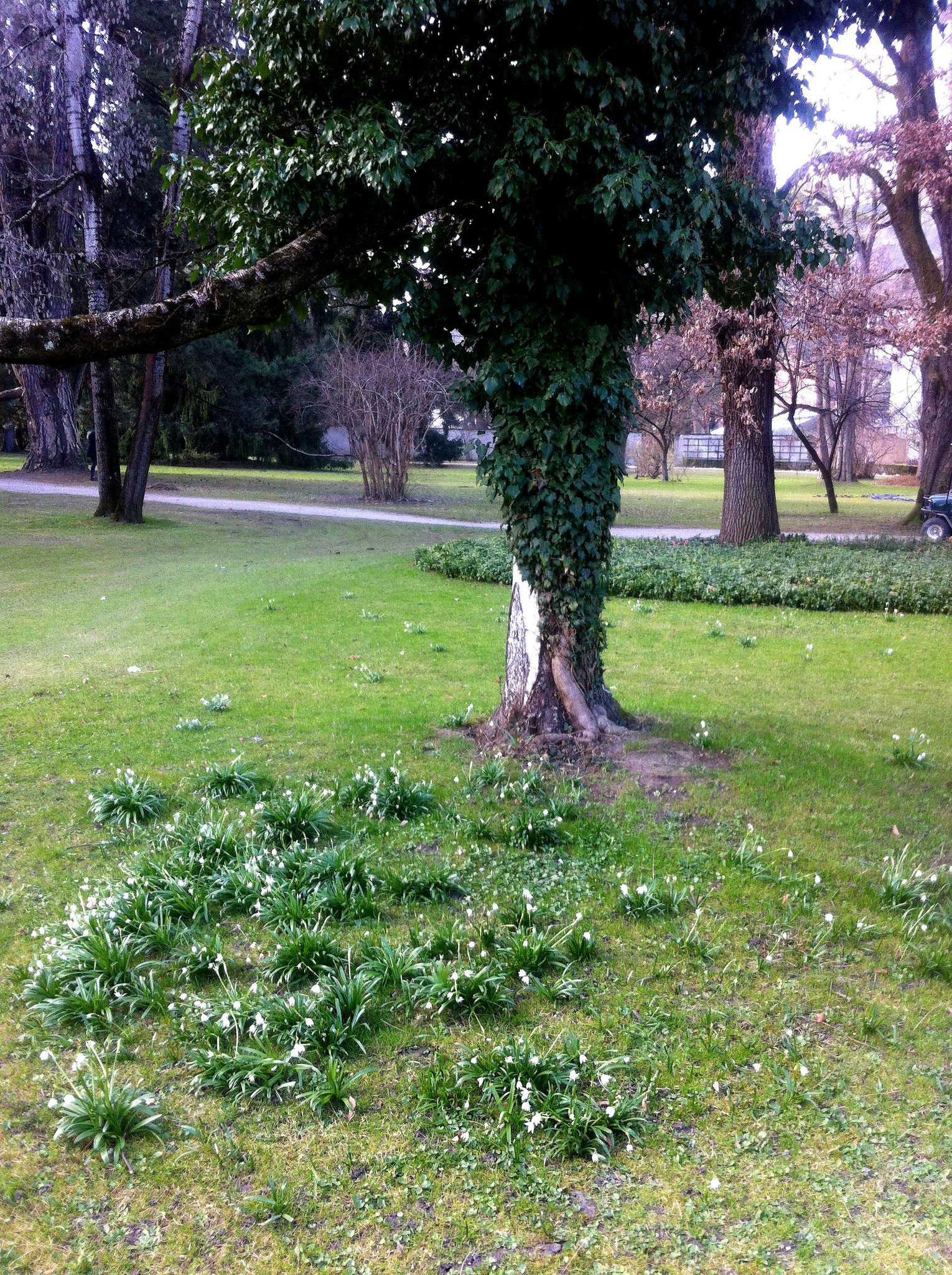 Frühling im Innsbrucker Hofgarten - 2017