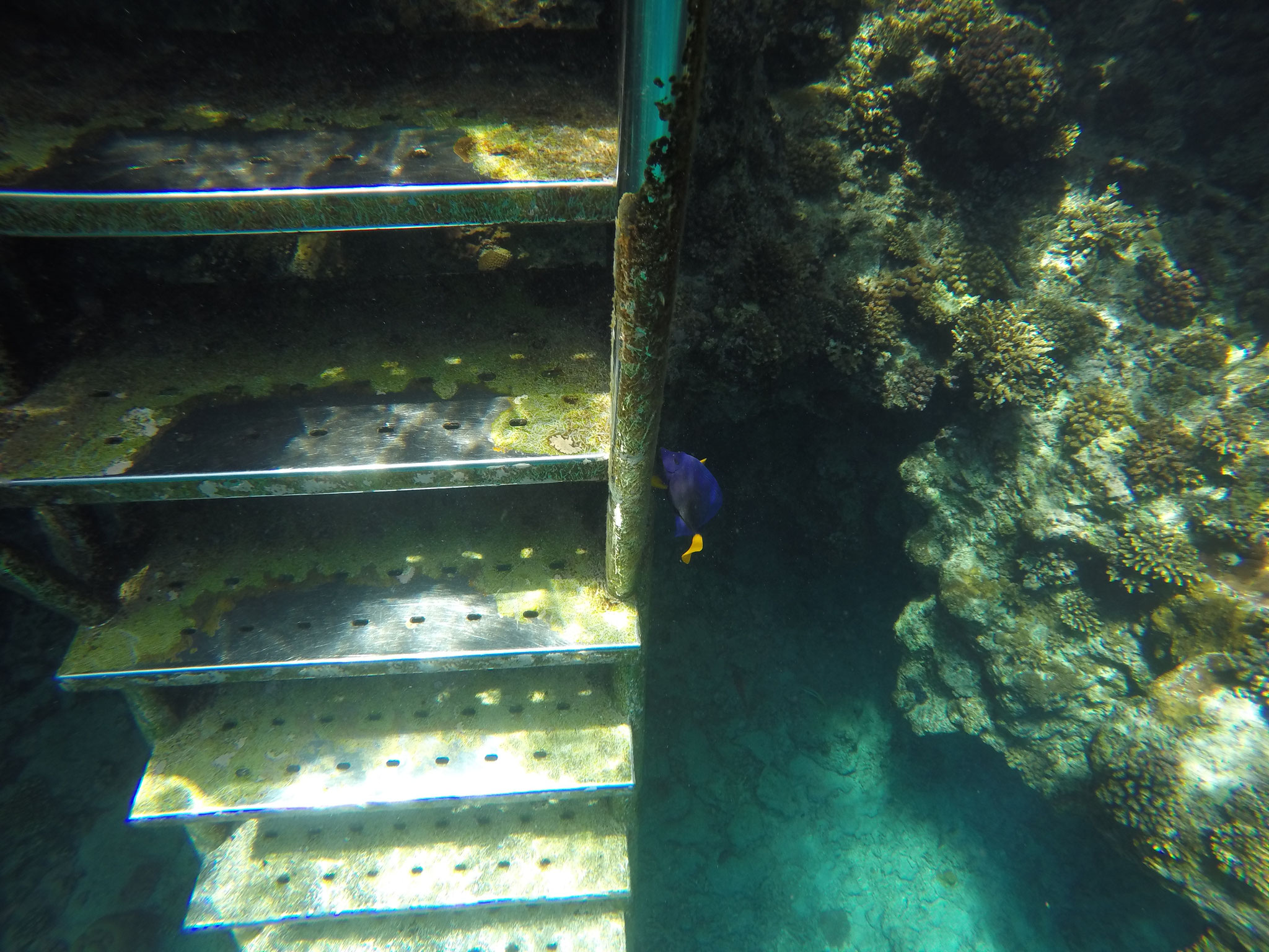Dori, Nemo hat sich versteckt...