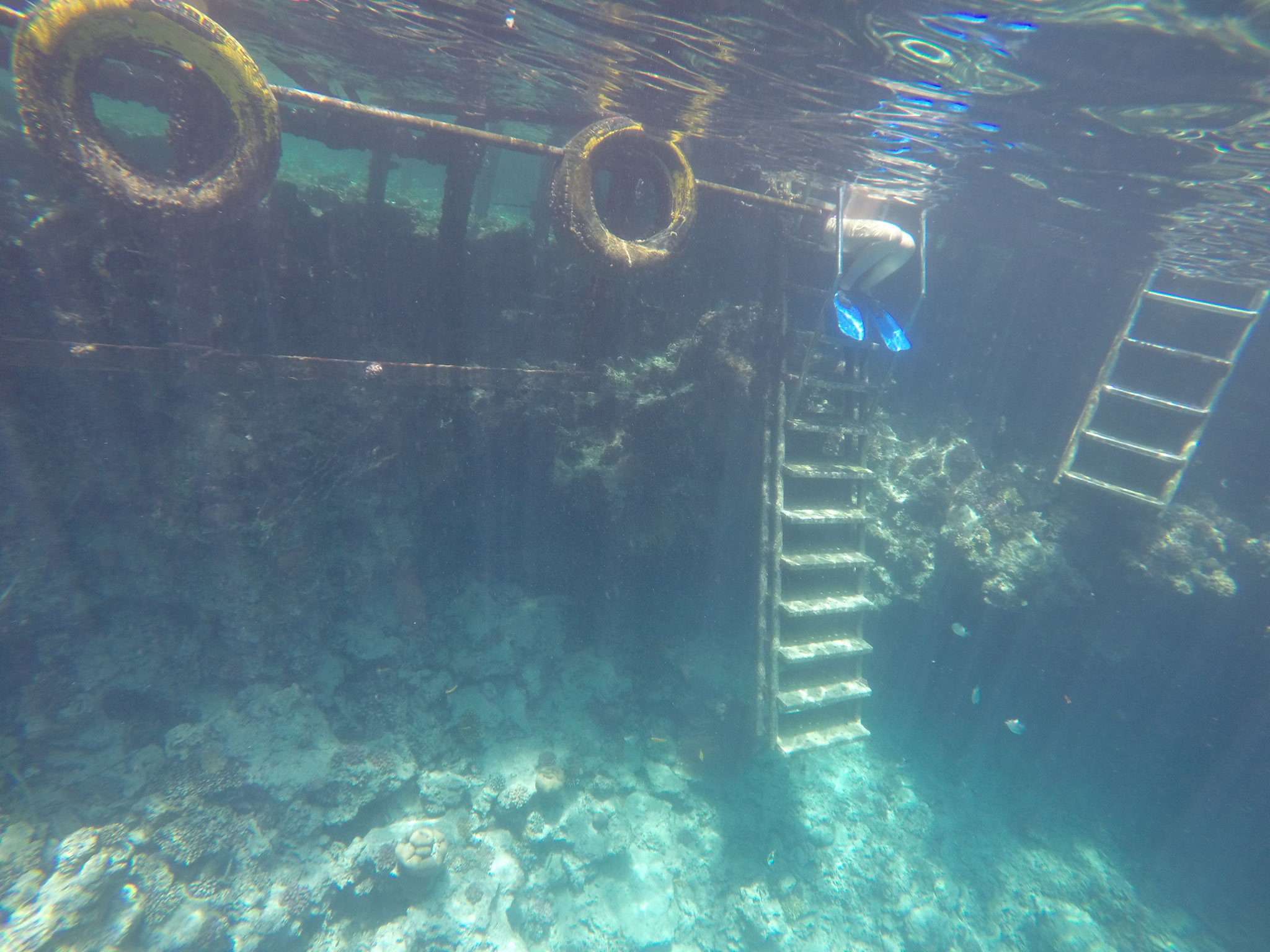 Leben unter Wasser