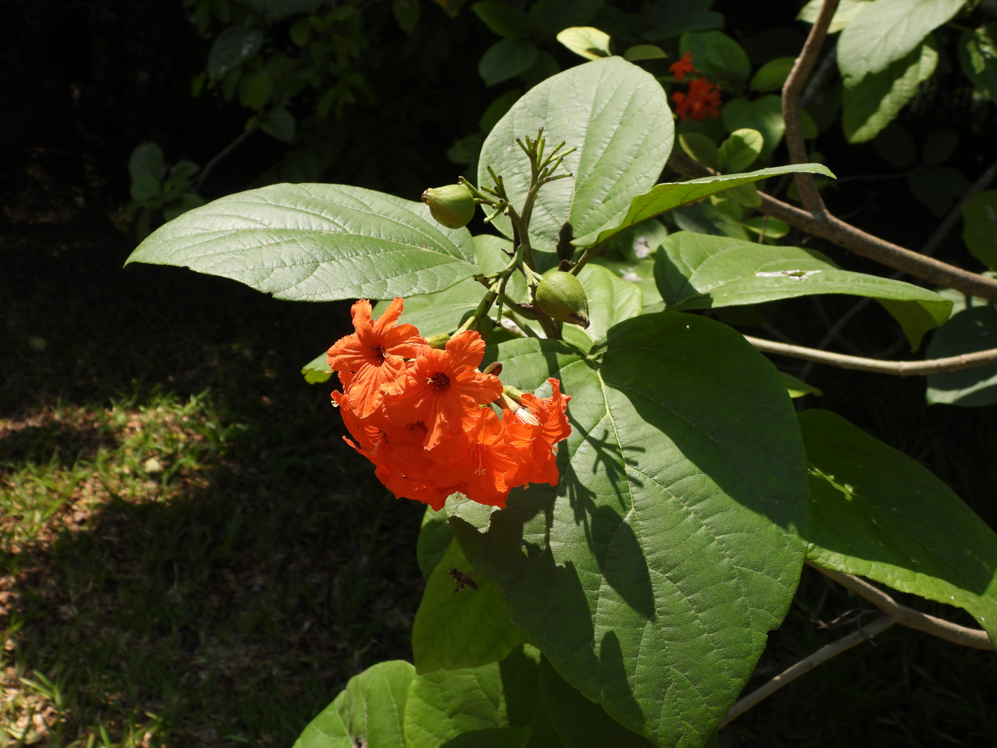 Blume.
