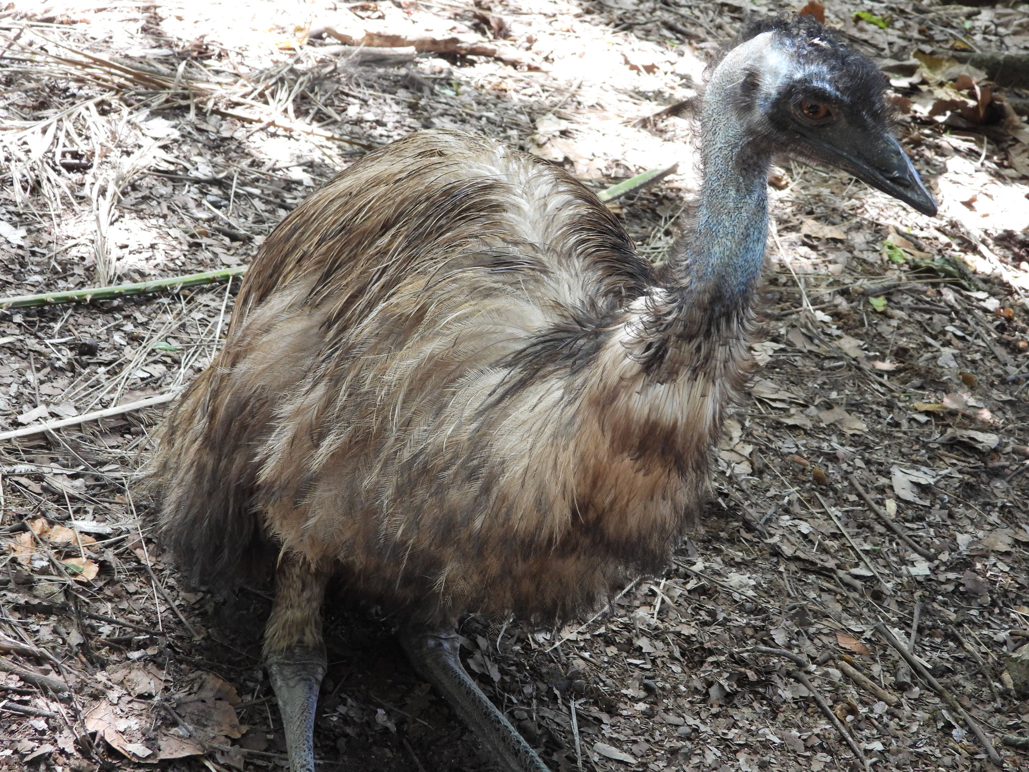 Emu.