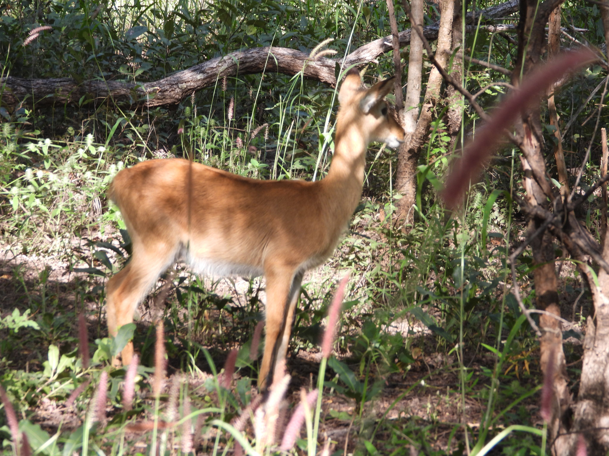 Kob Antilope.