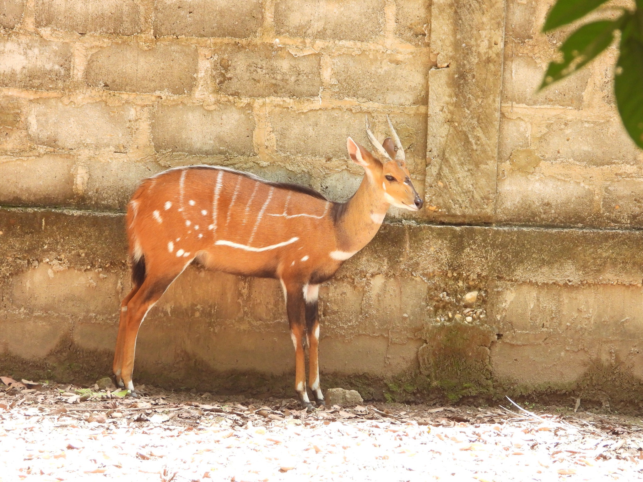 Wasserkudu.