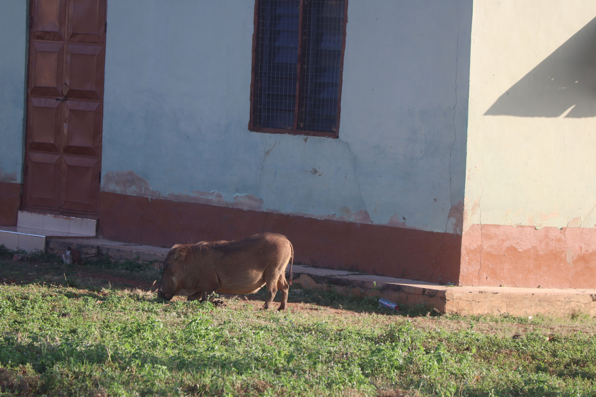 Warzenschwein.