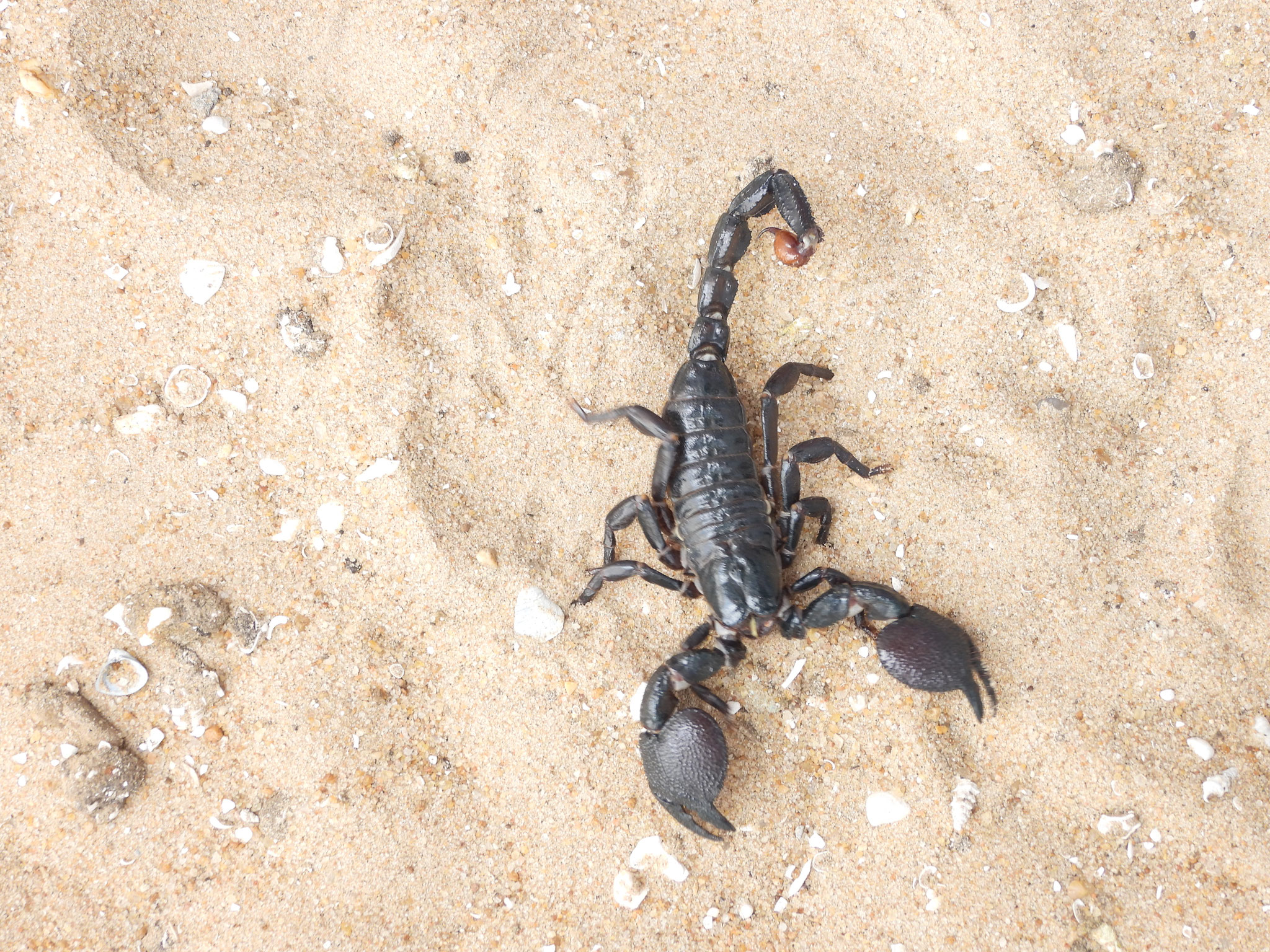 Skorpion.