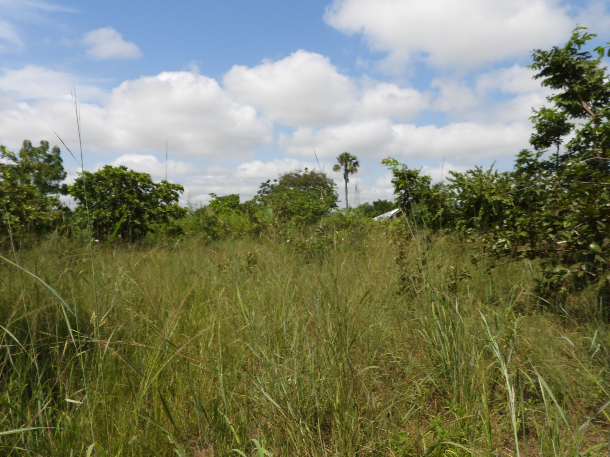Landschaft in Zentralghana.