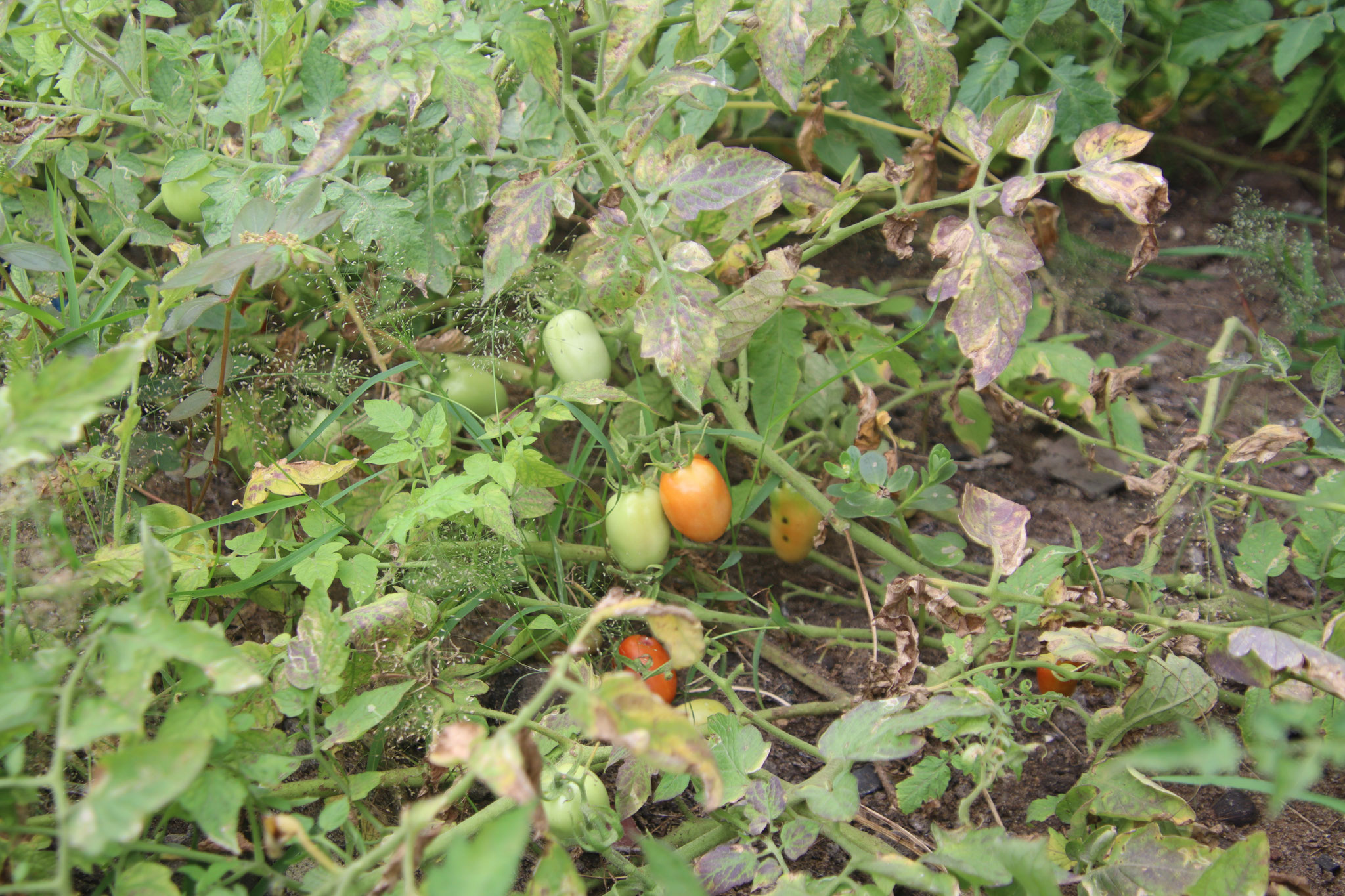 Tomaten in unserem Garten.