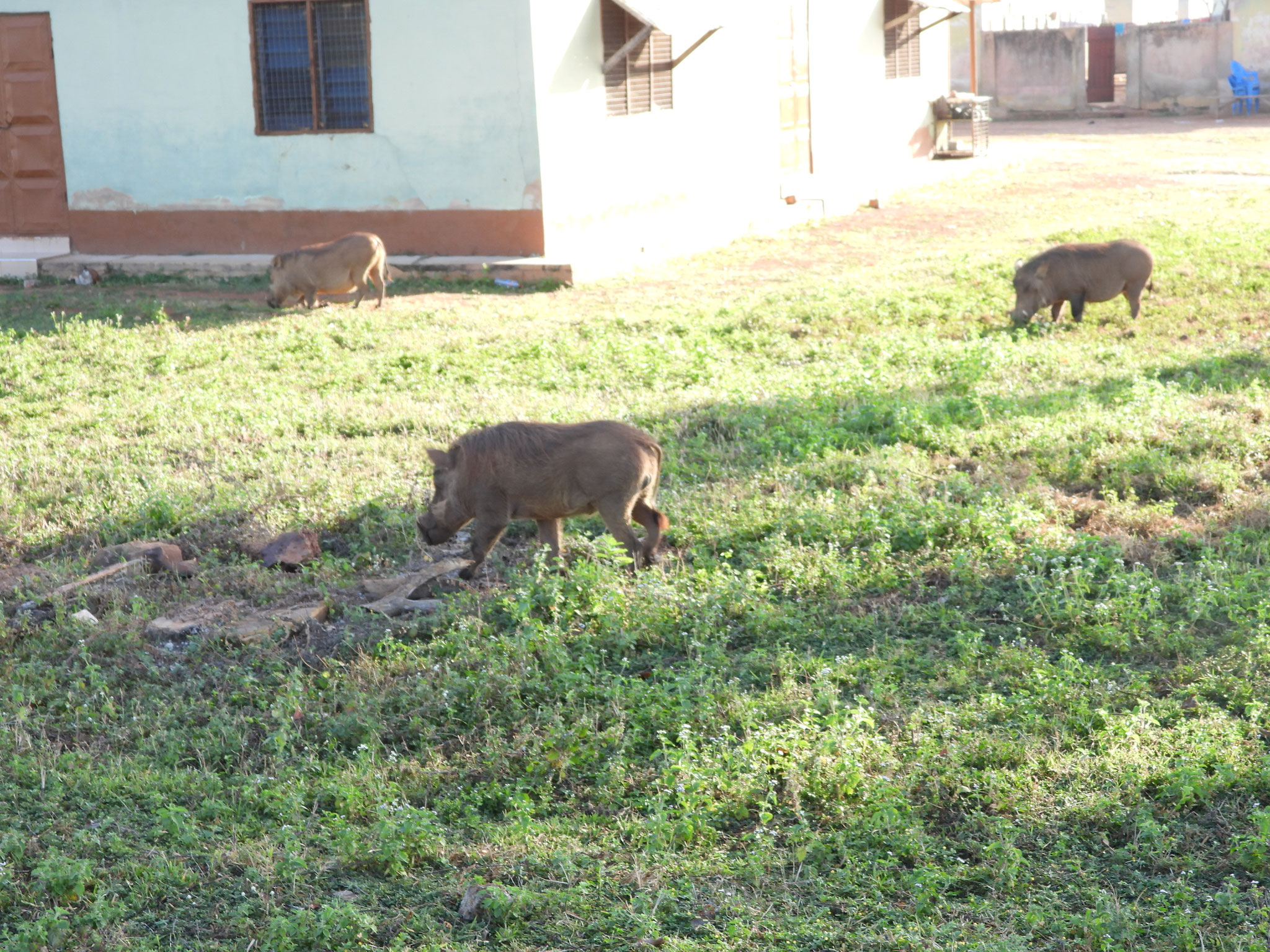 Warzenschwein.