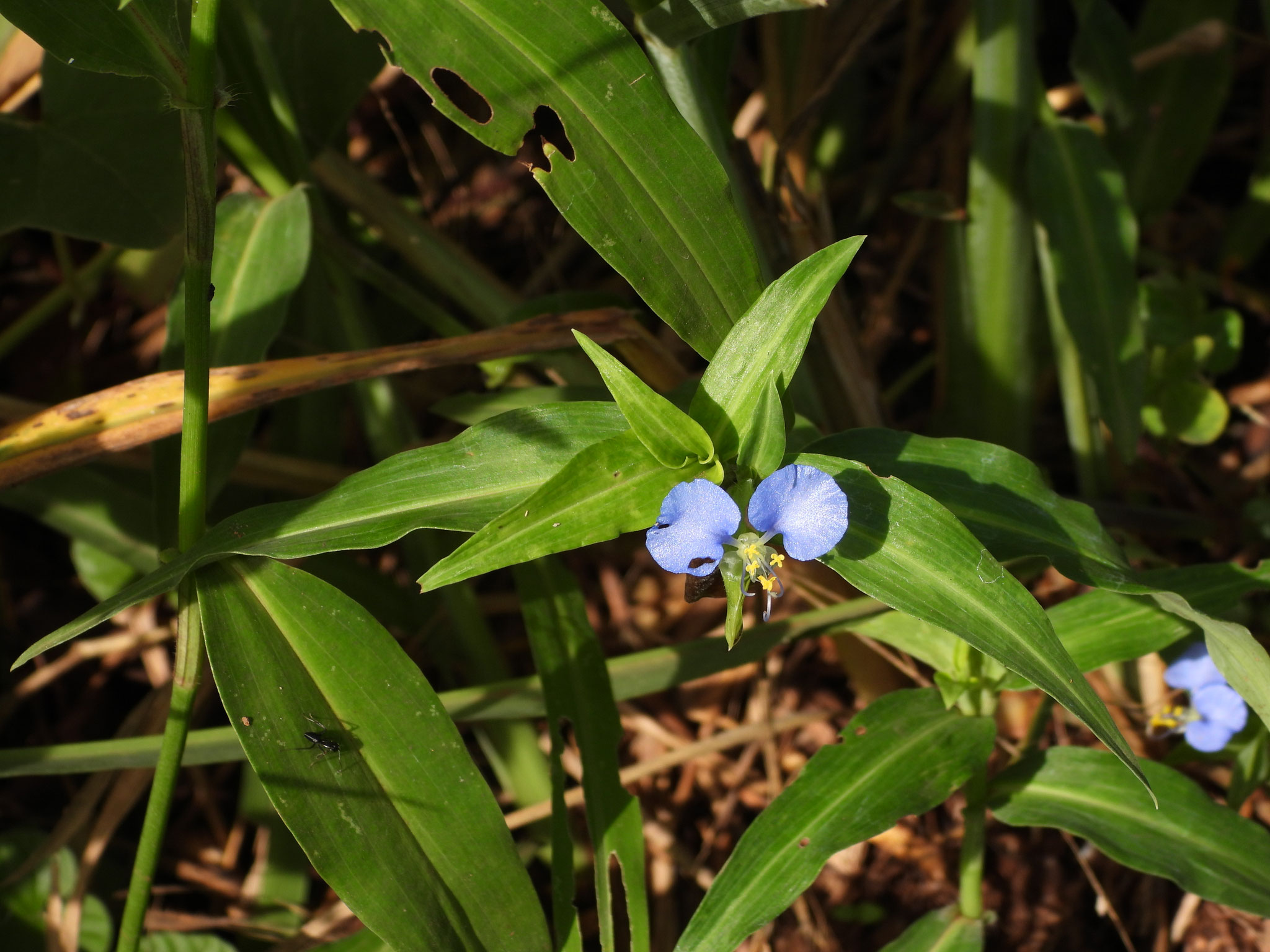 Blume am Wegrand.