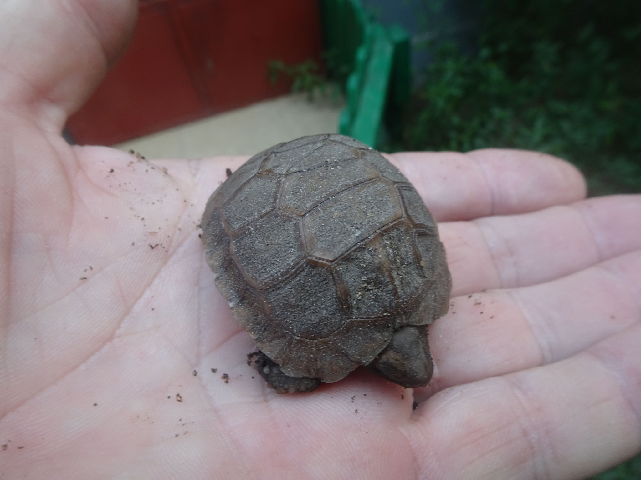 16. Schildkrötchen ausgeschlüpft 02. 03. 2019