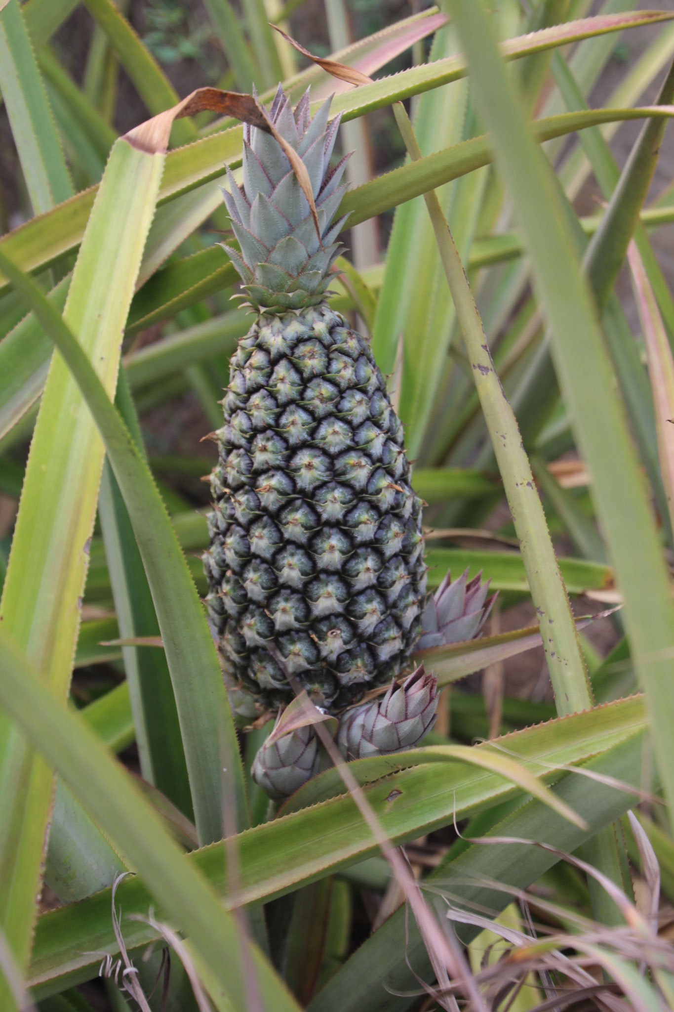 3. Unsere erste eigene Ananas.