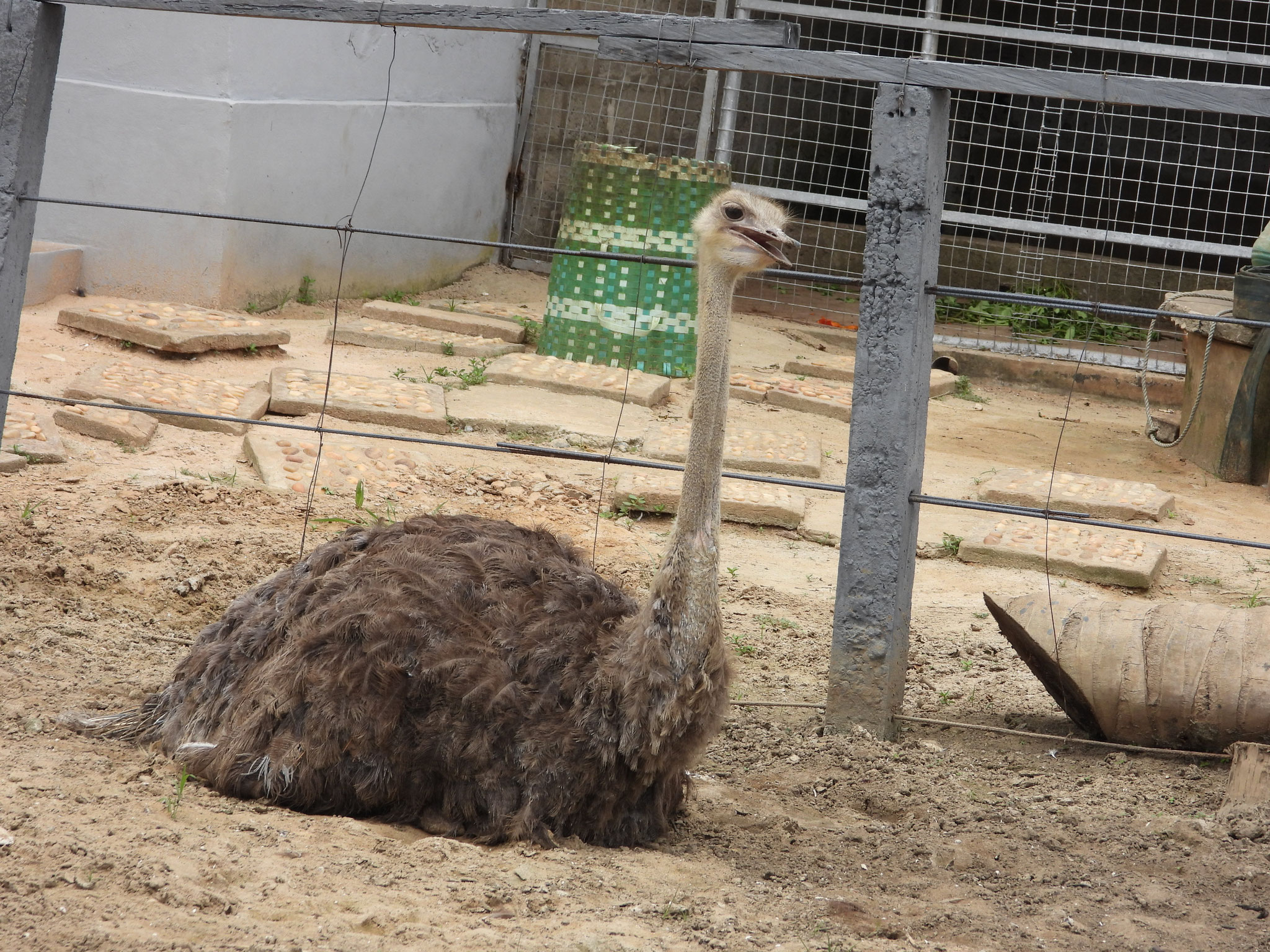 Strauss im Zoo Fauna Cultura.