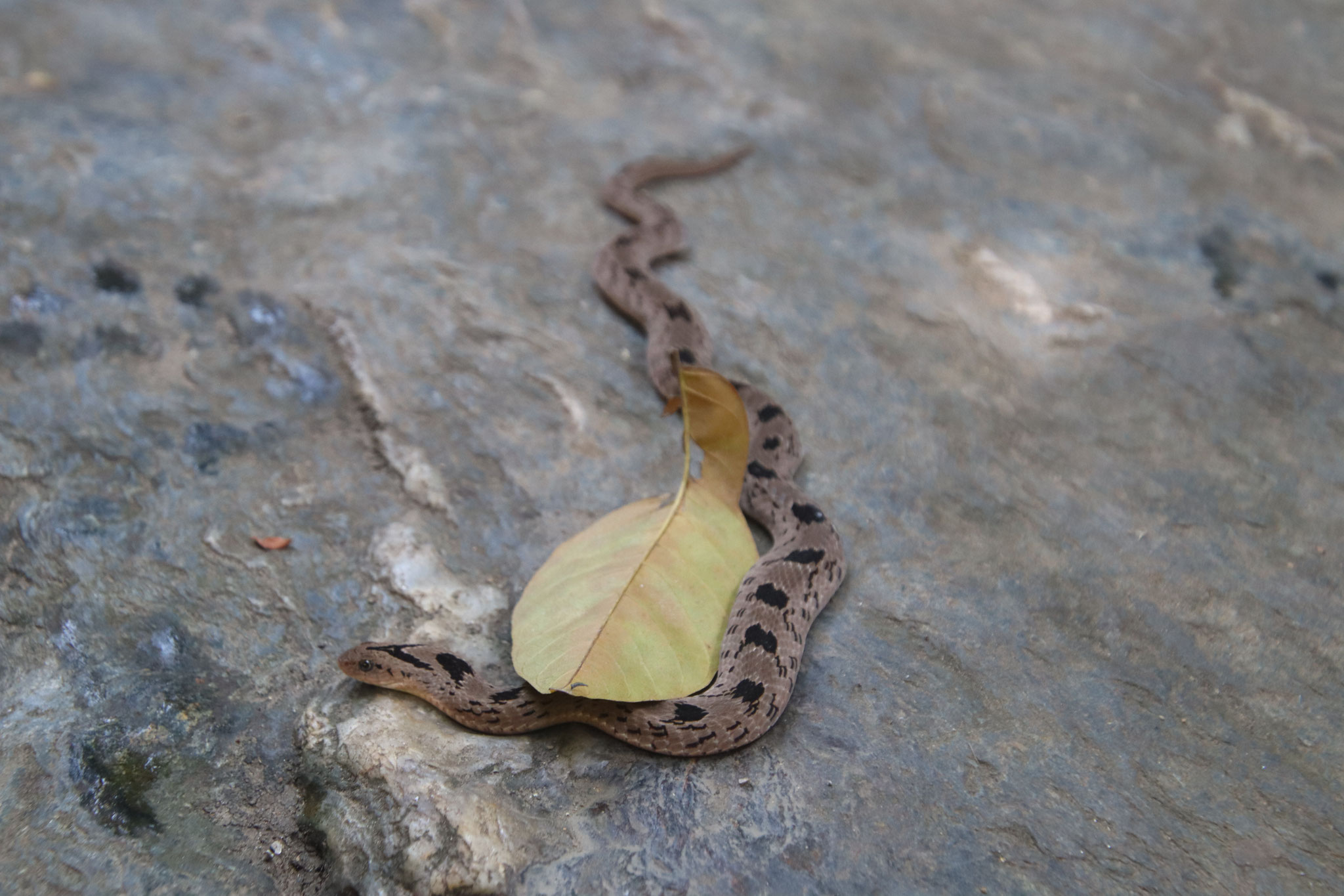 Eierschlange Dasypeltis scabra.