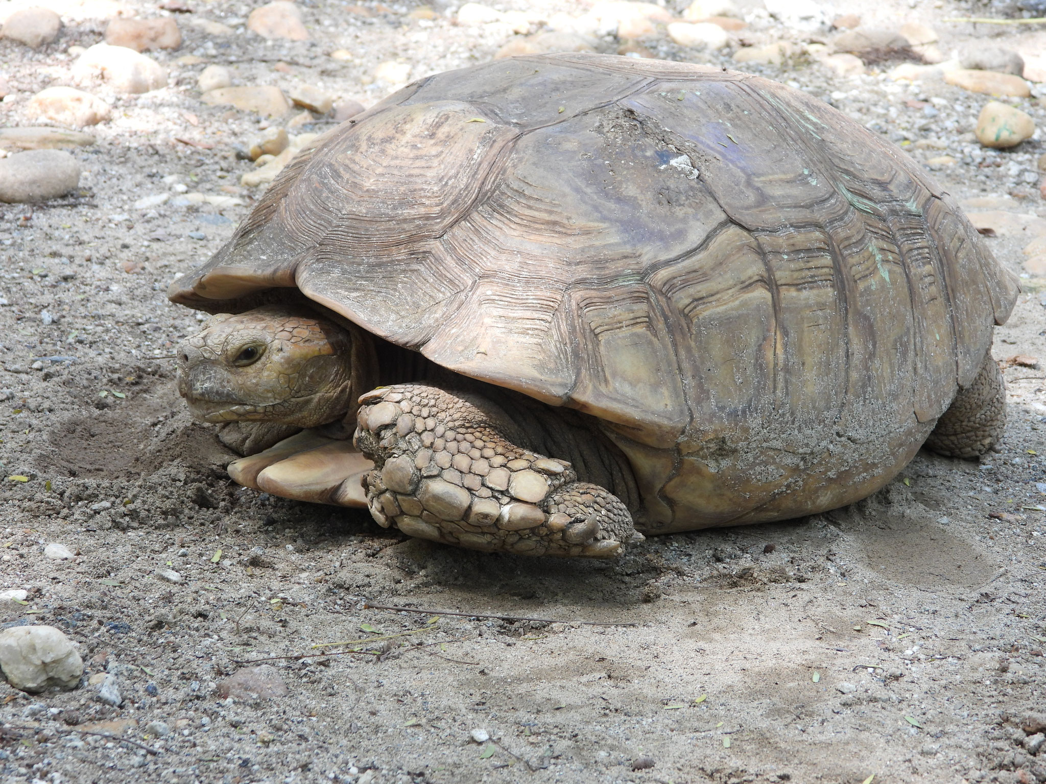 Schildkröte.