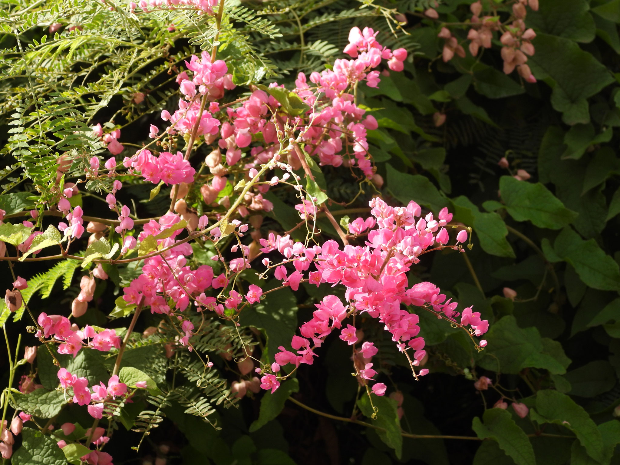 Blumen am Wegrand.