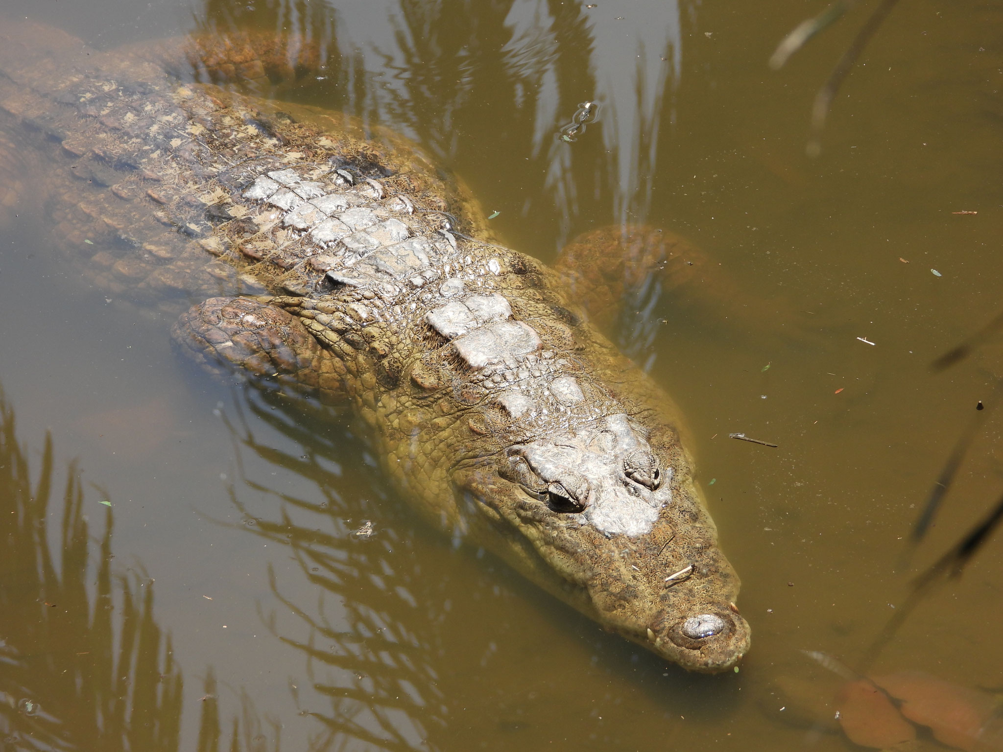 Krokodil.