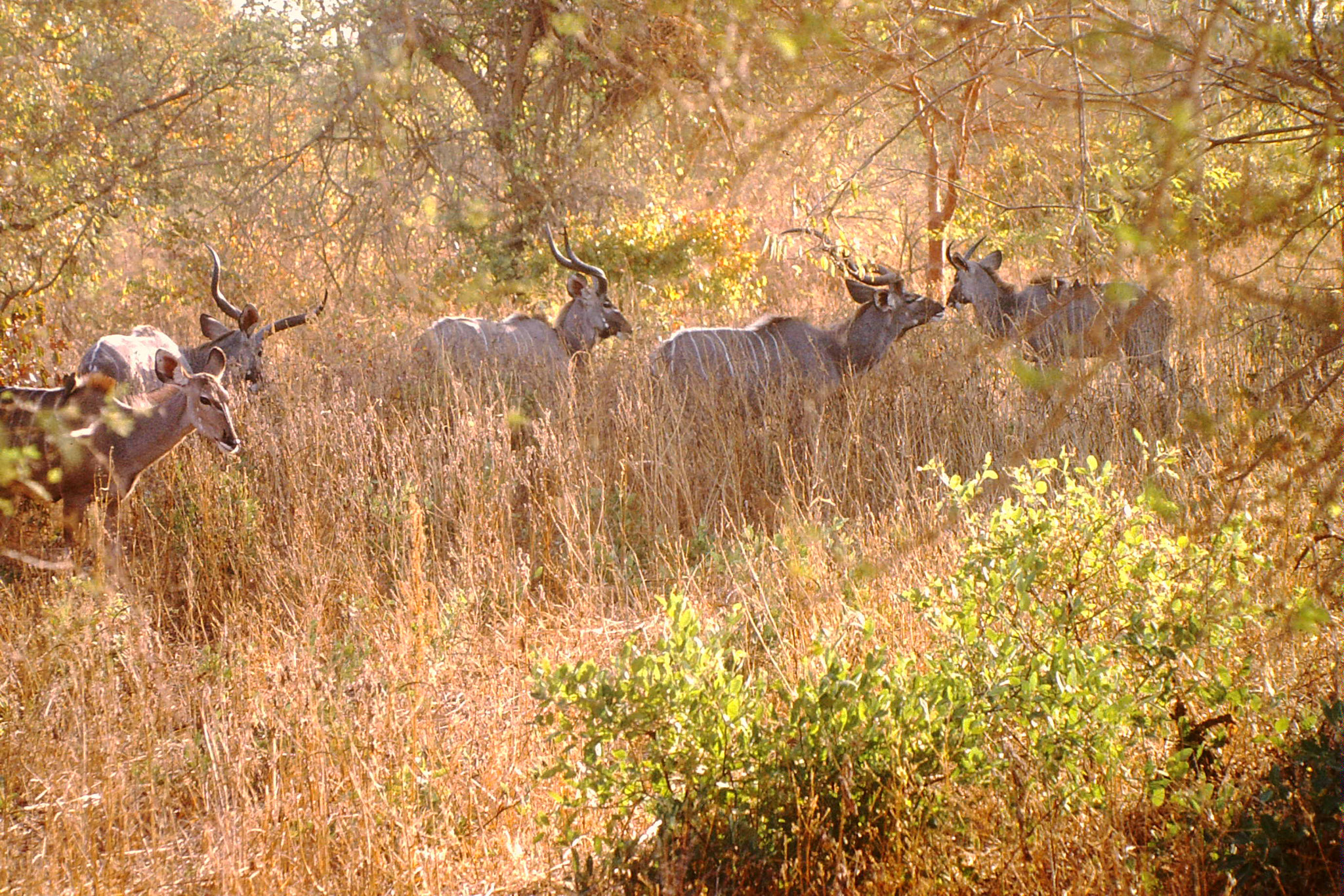 Sambesi Grosskudus.