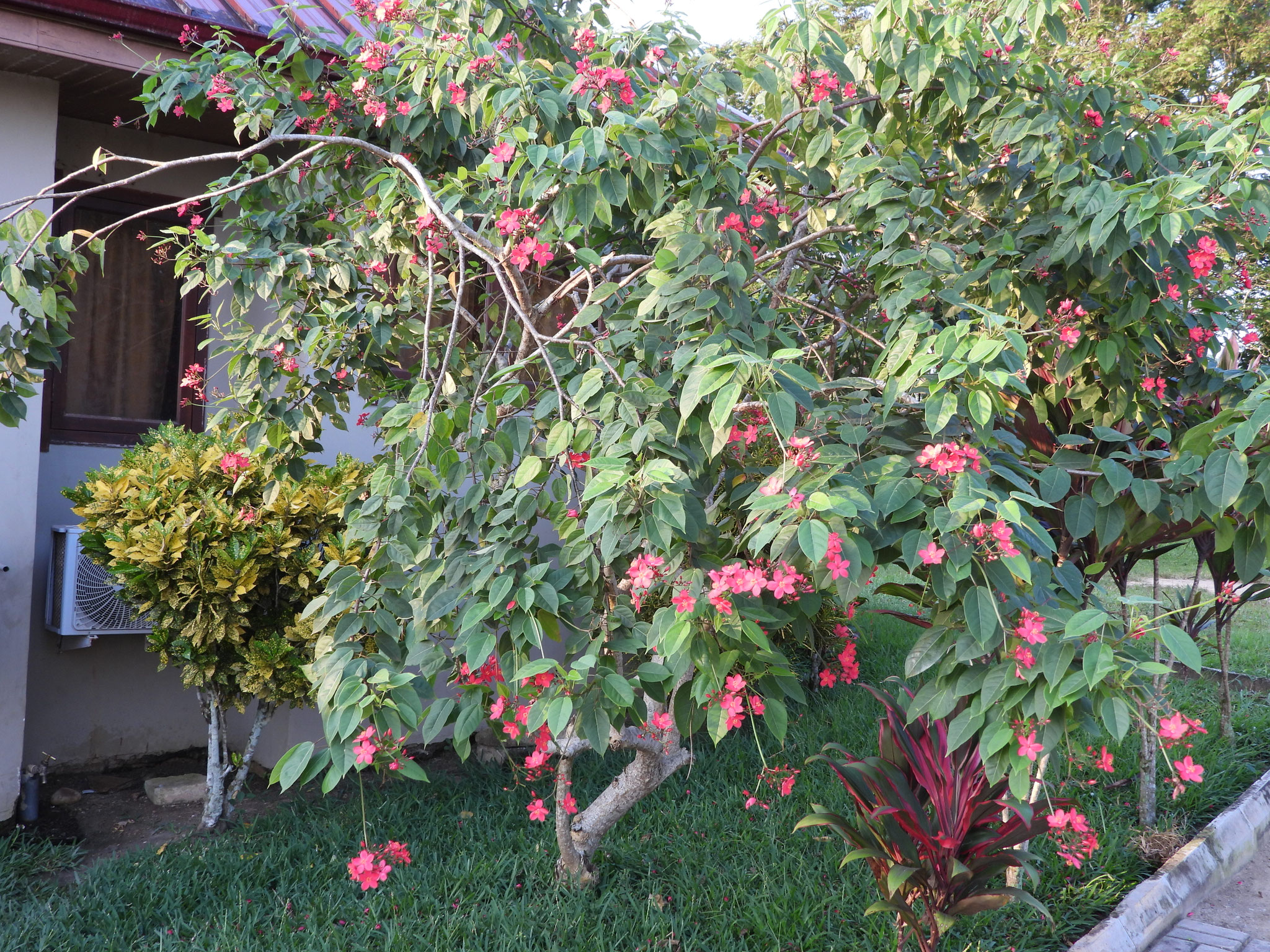 Baum mit Blüten.