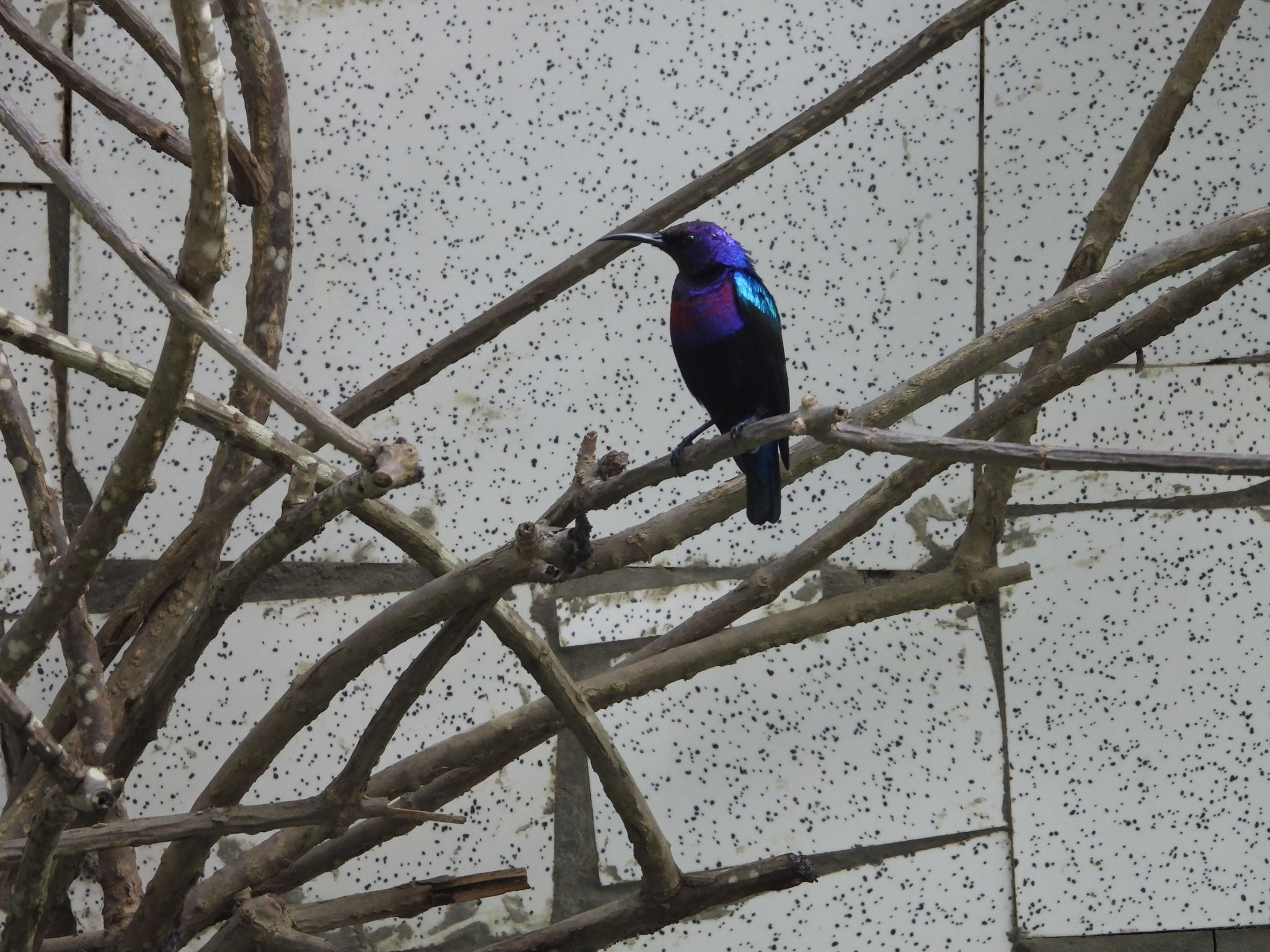 Rotbauchnektarvogel.