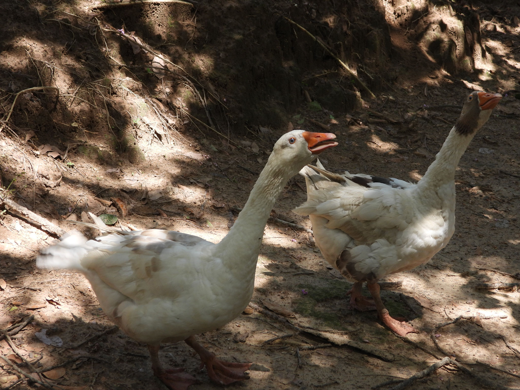 Gänse.
