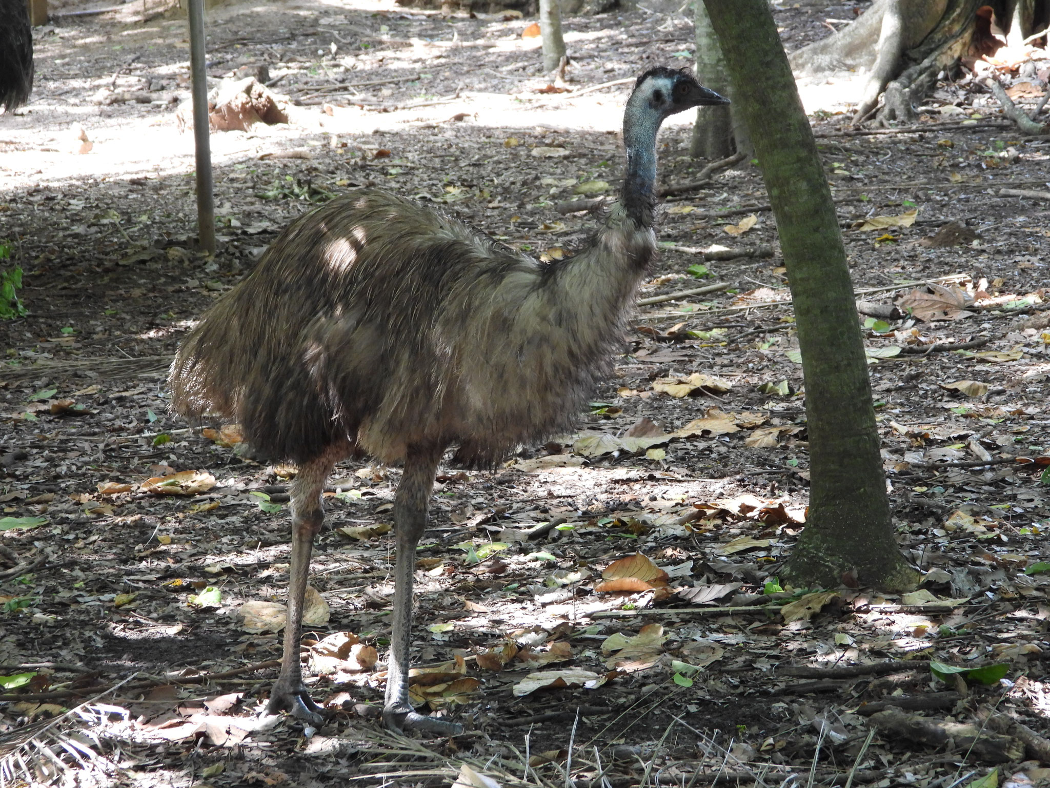 Emu.