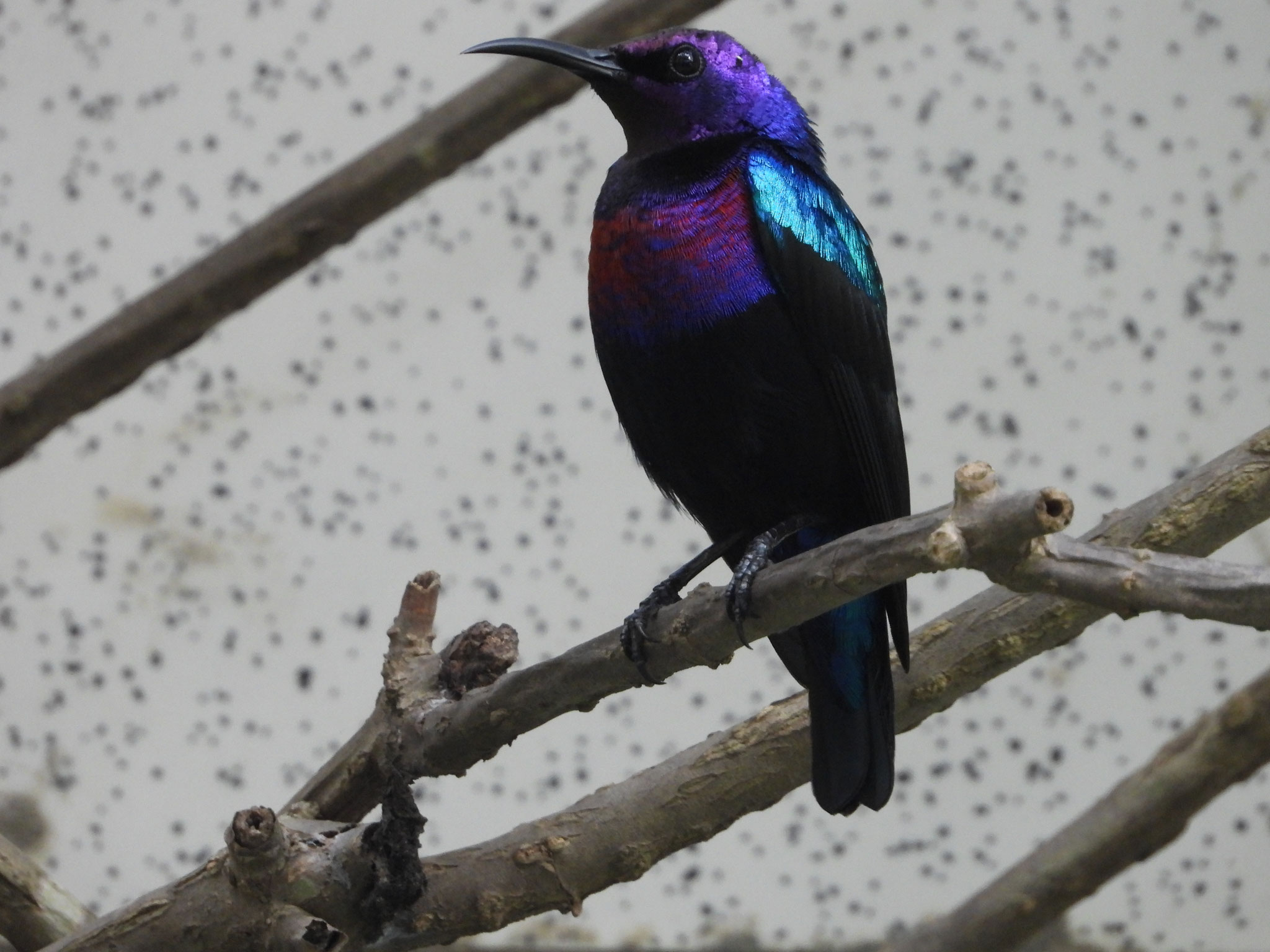 Rotbauchnektarvogel.