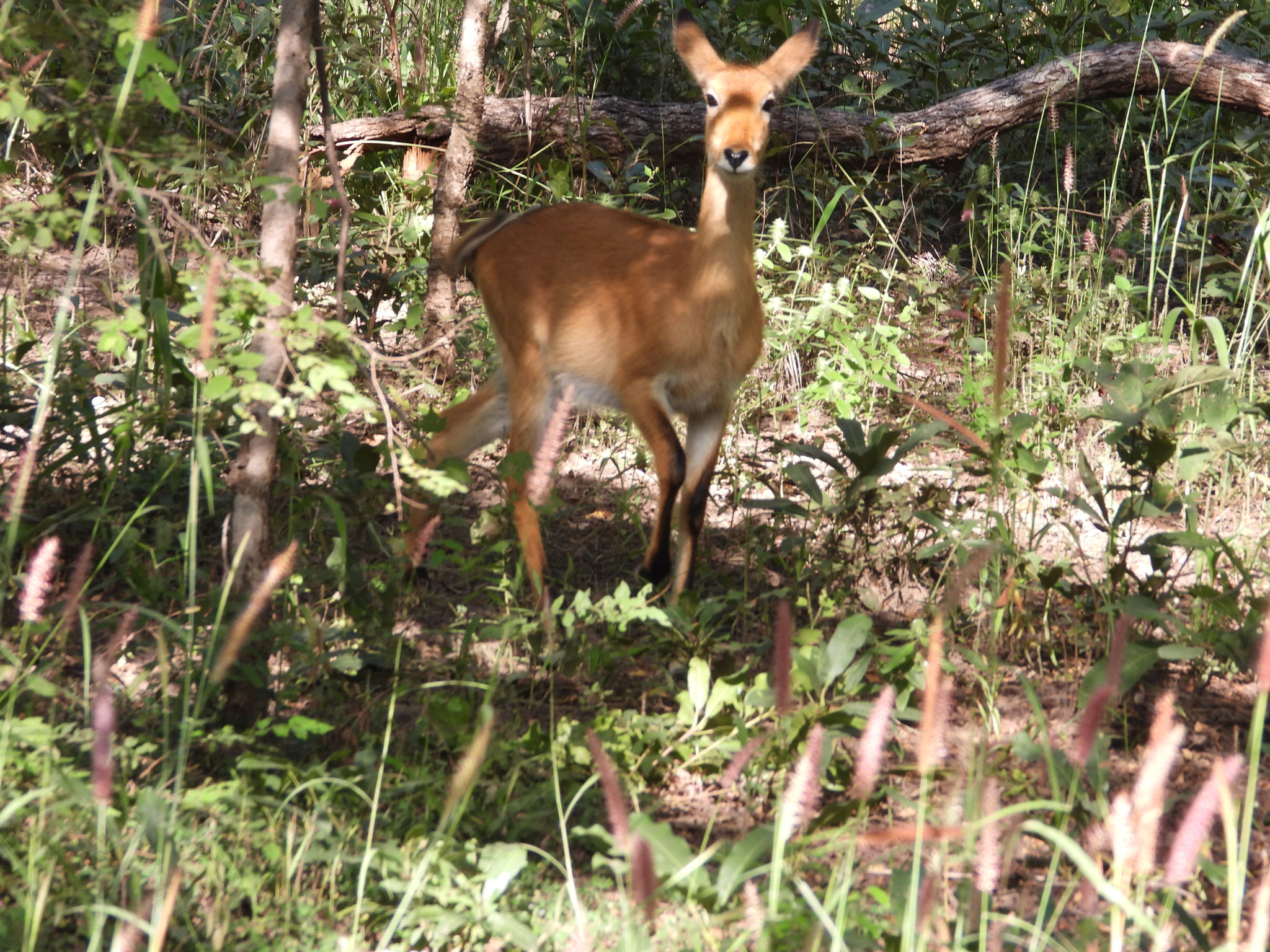 Kob Antilope.