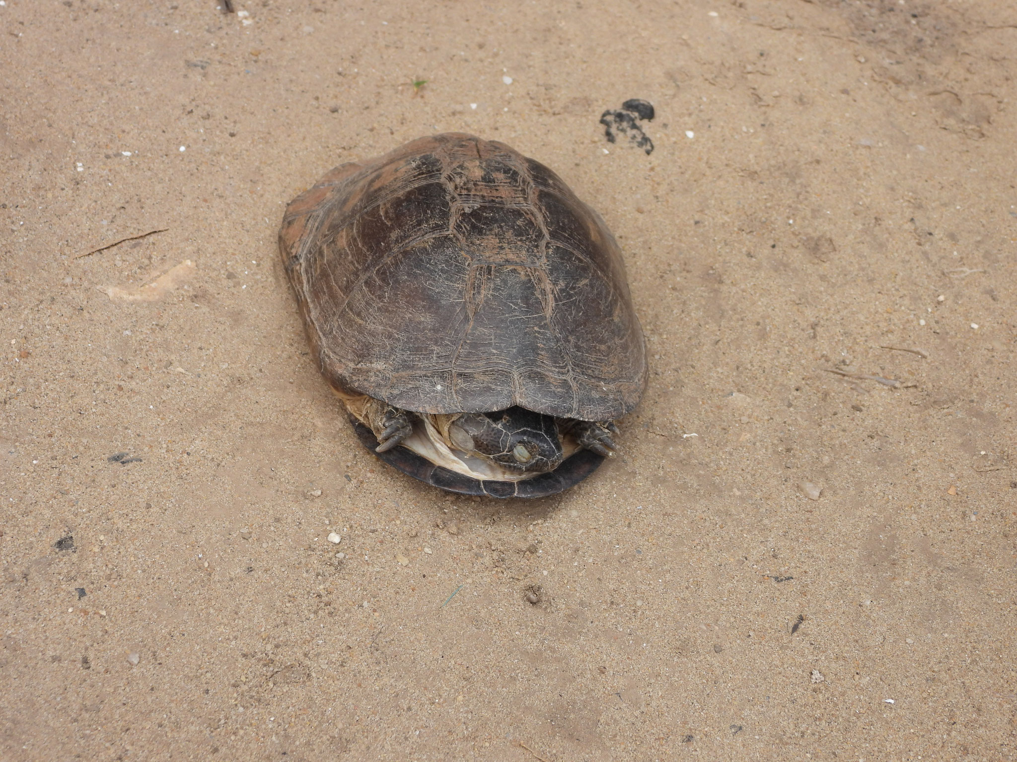 Wasserschildkröte.