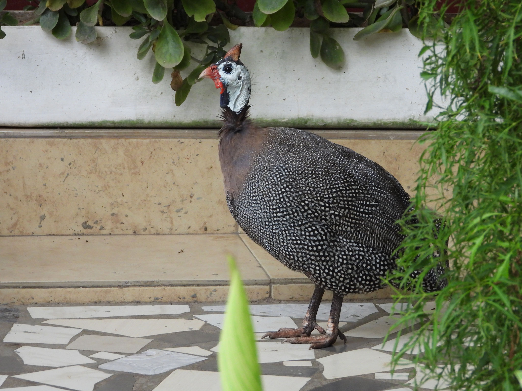 Perlhuhn.