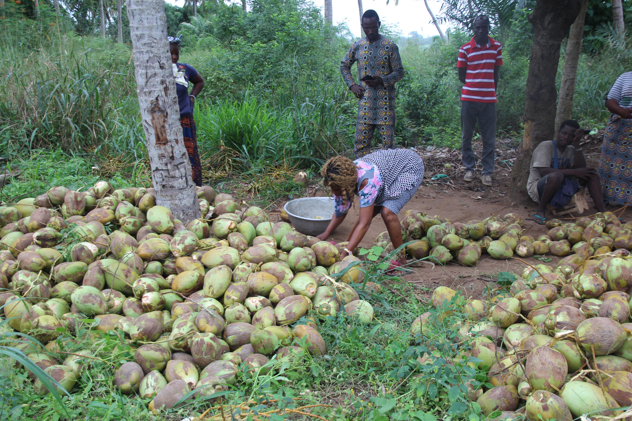 Die Kokosnusskäuferin zählt die Nüsse.