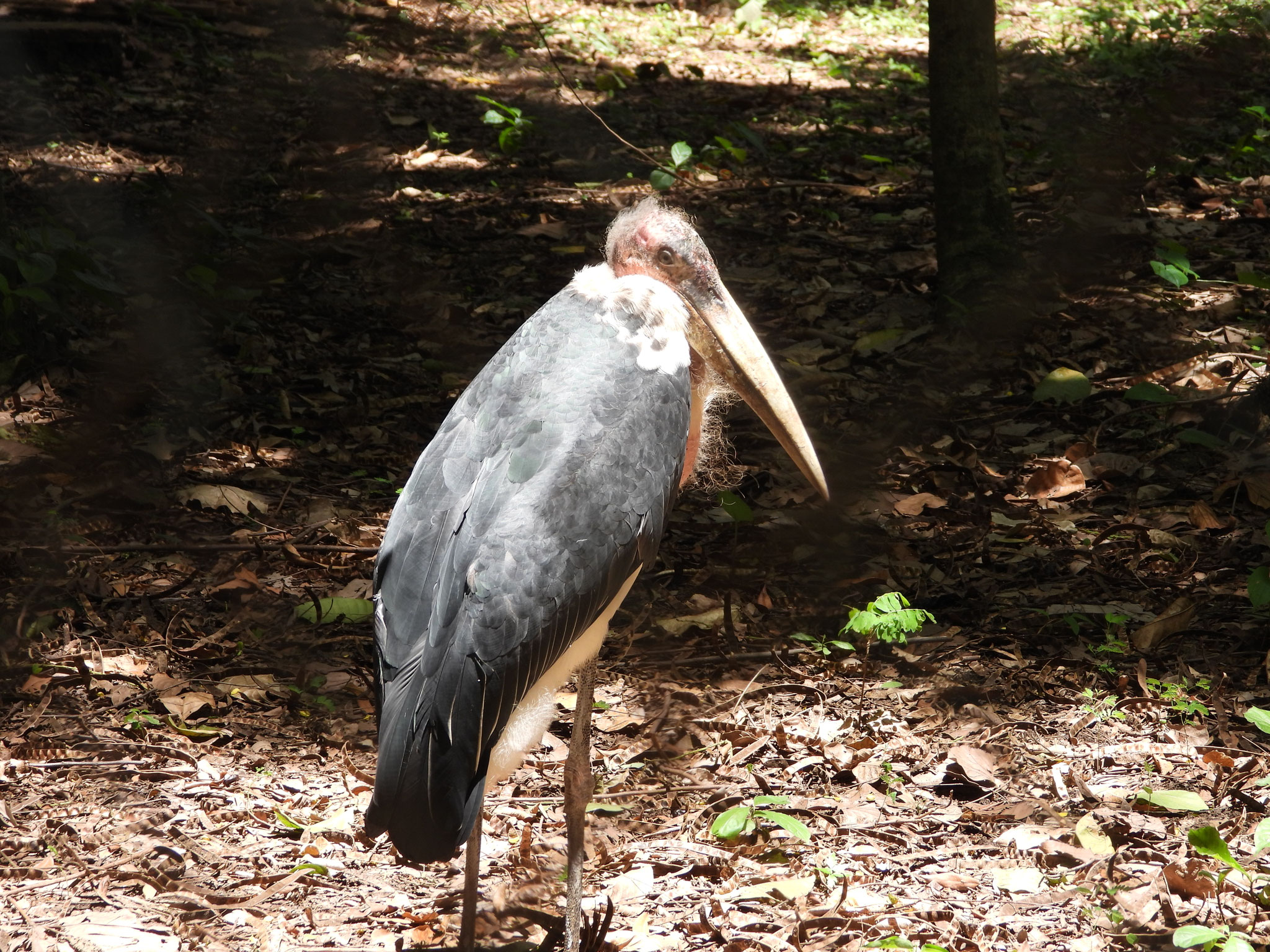 Marabu.