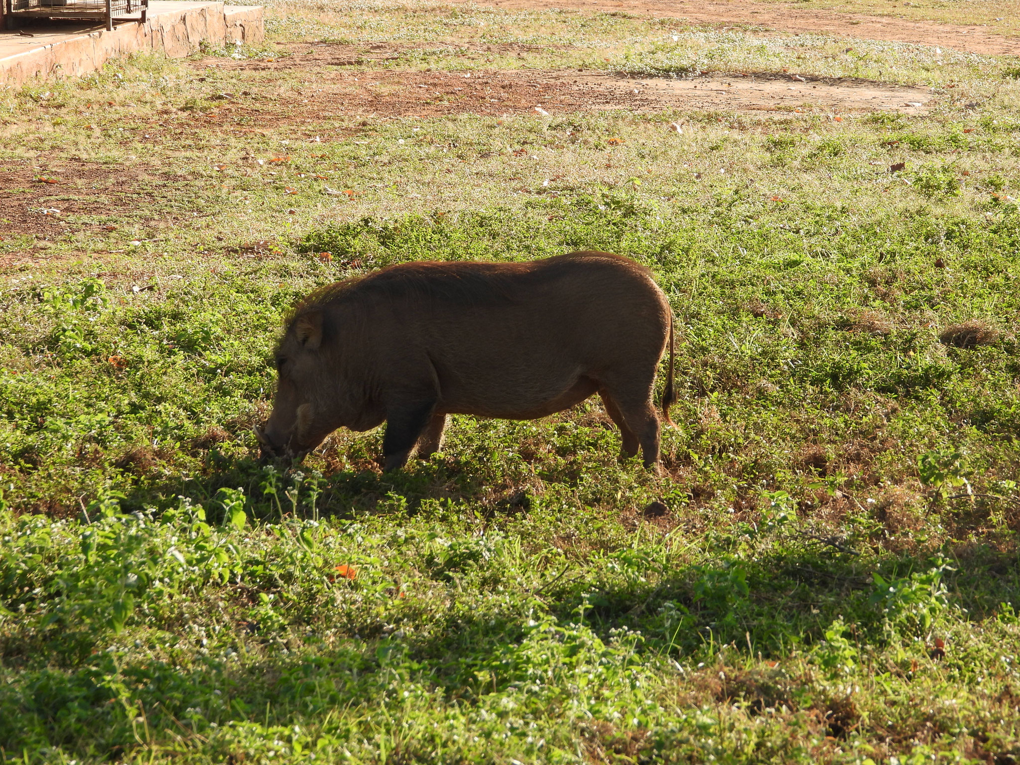 Warzenschwein.