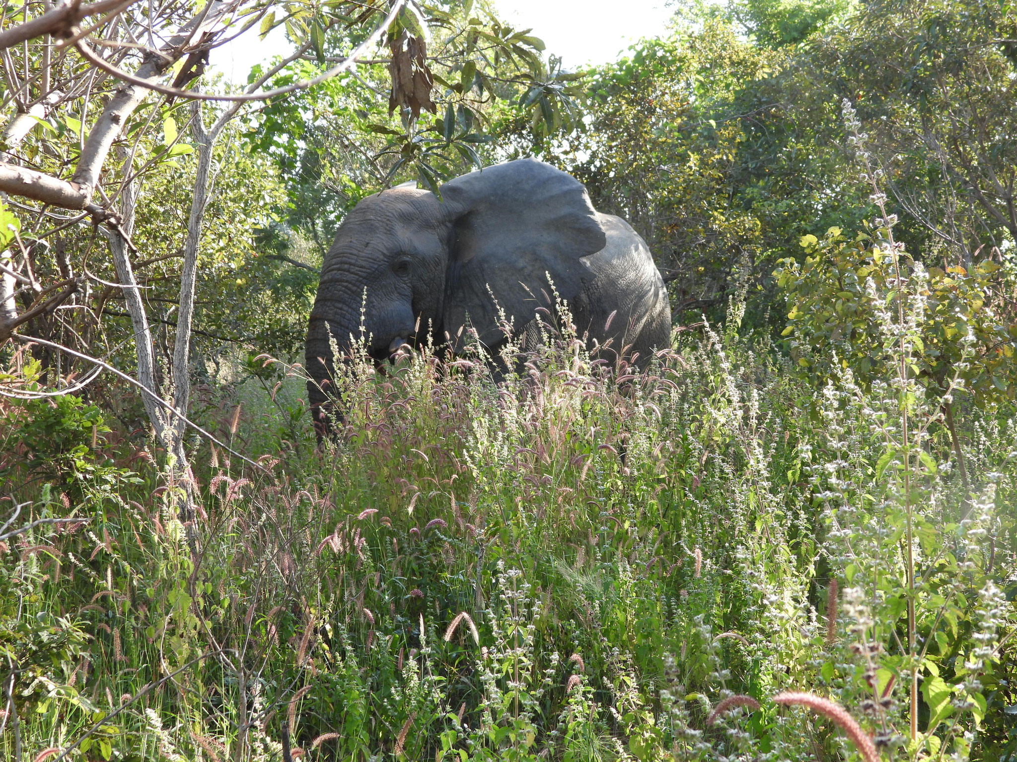 Elefant.