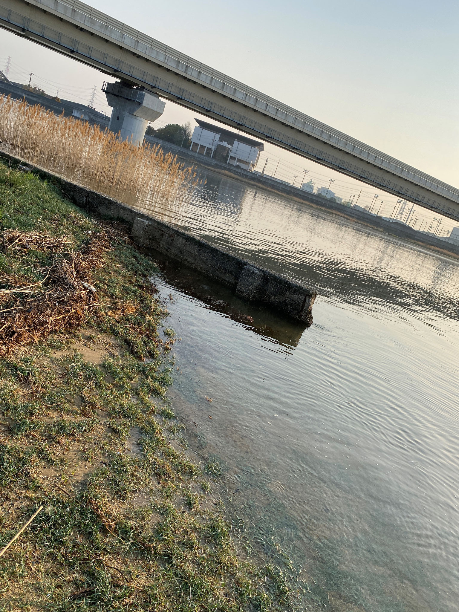 朝明川右岸河口　大潮　葦の成長　満潮時の水位確認