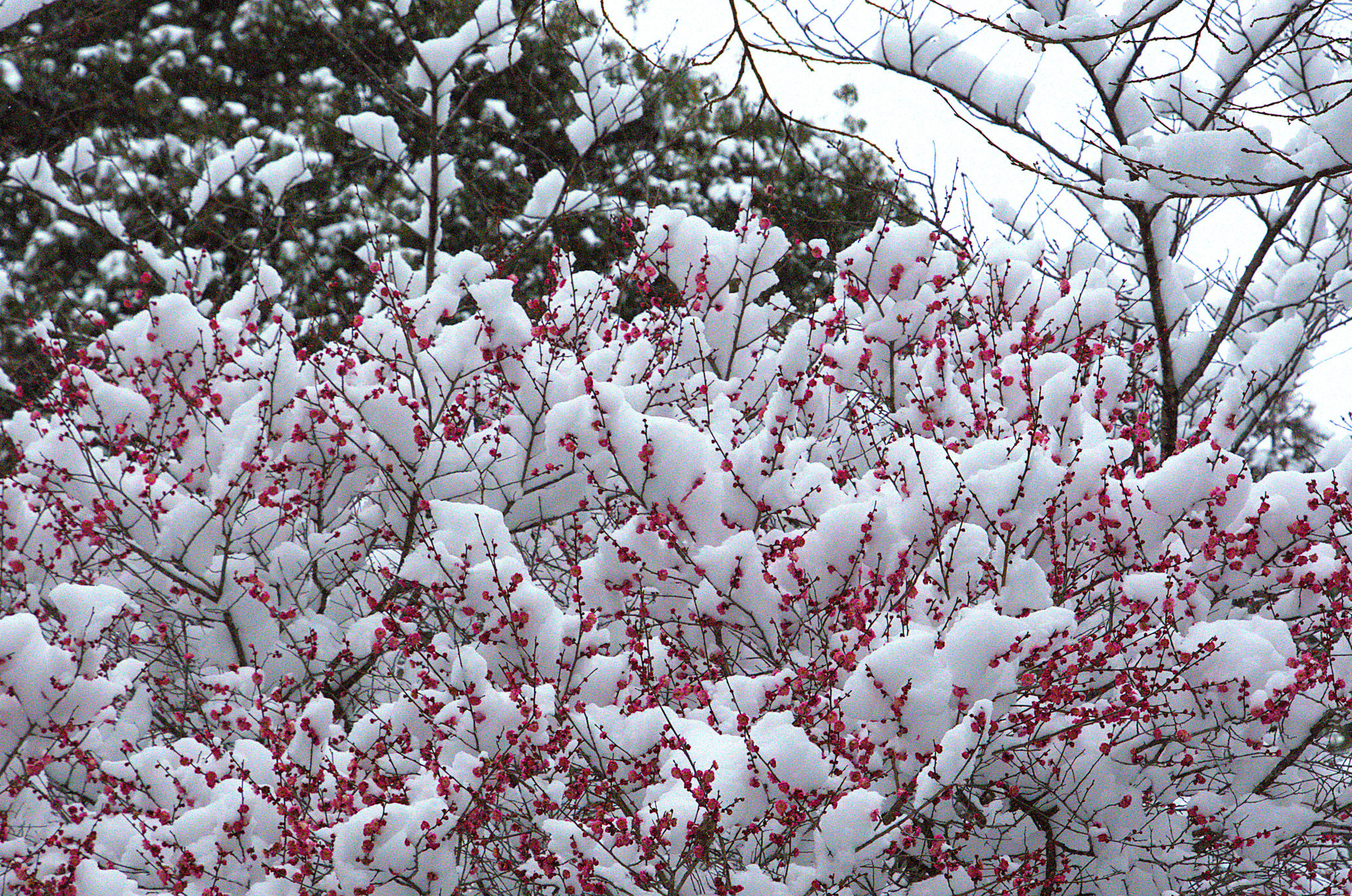 満開の紅梅の枝にたわわな雪
