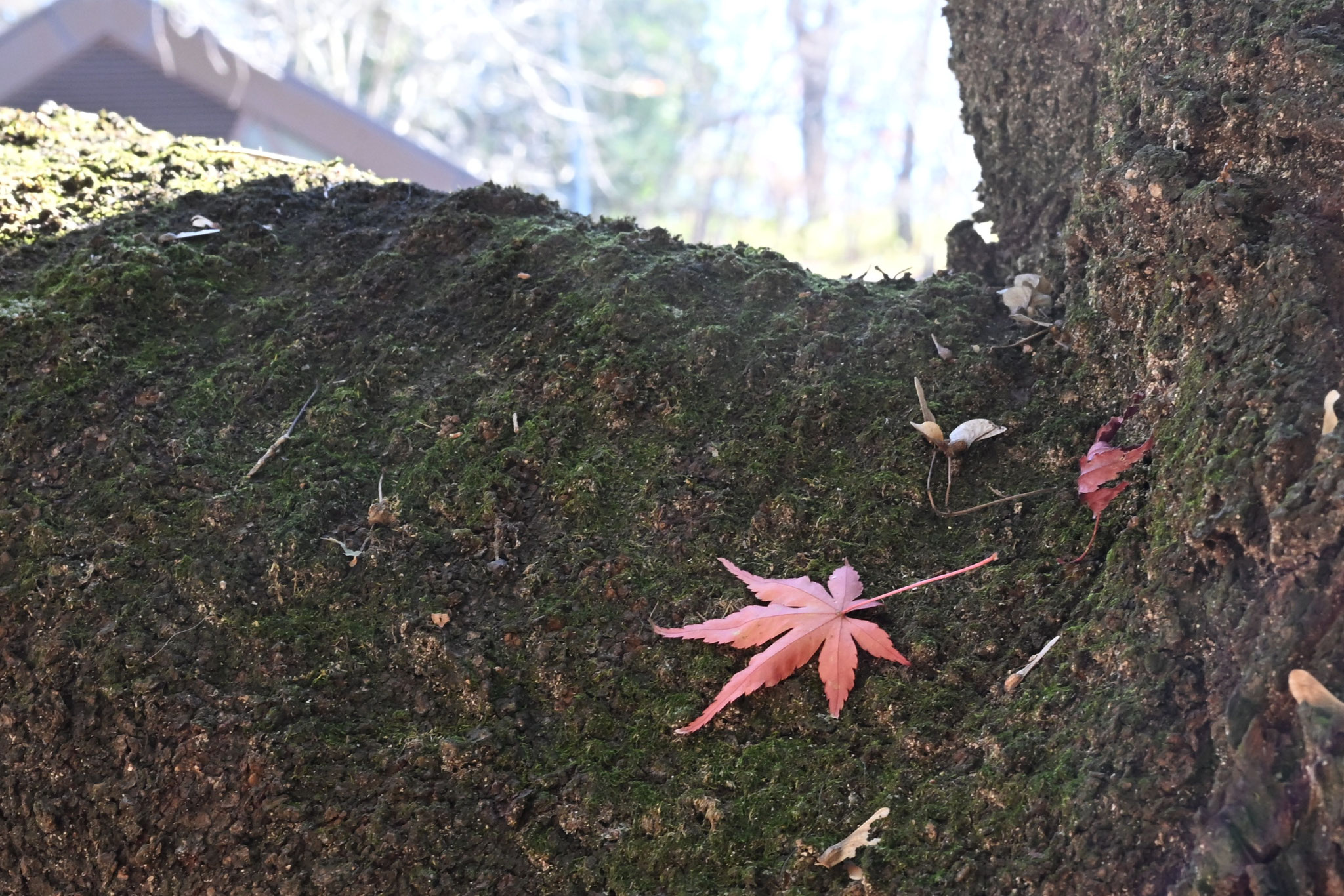 紅色のモミジ一葉　秋の置手紙