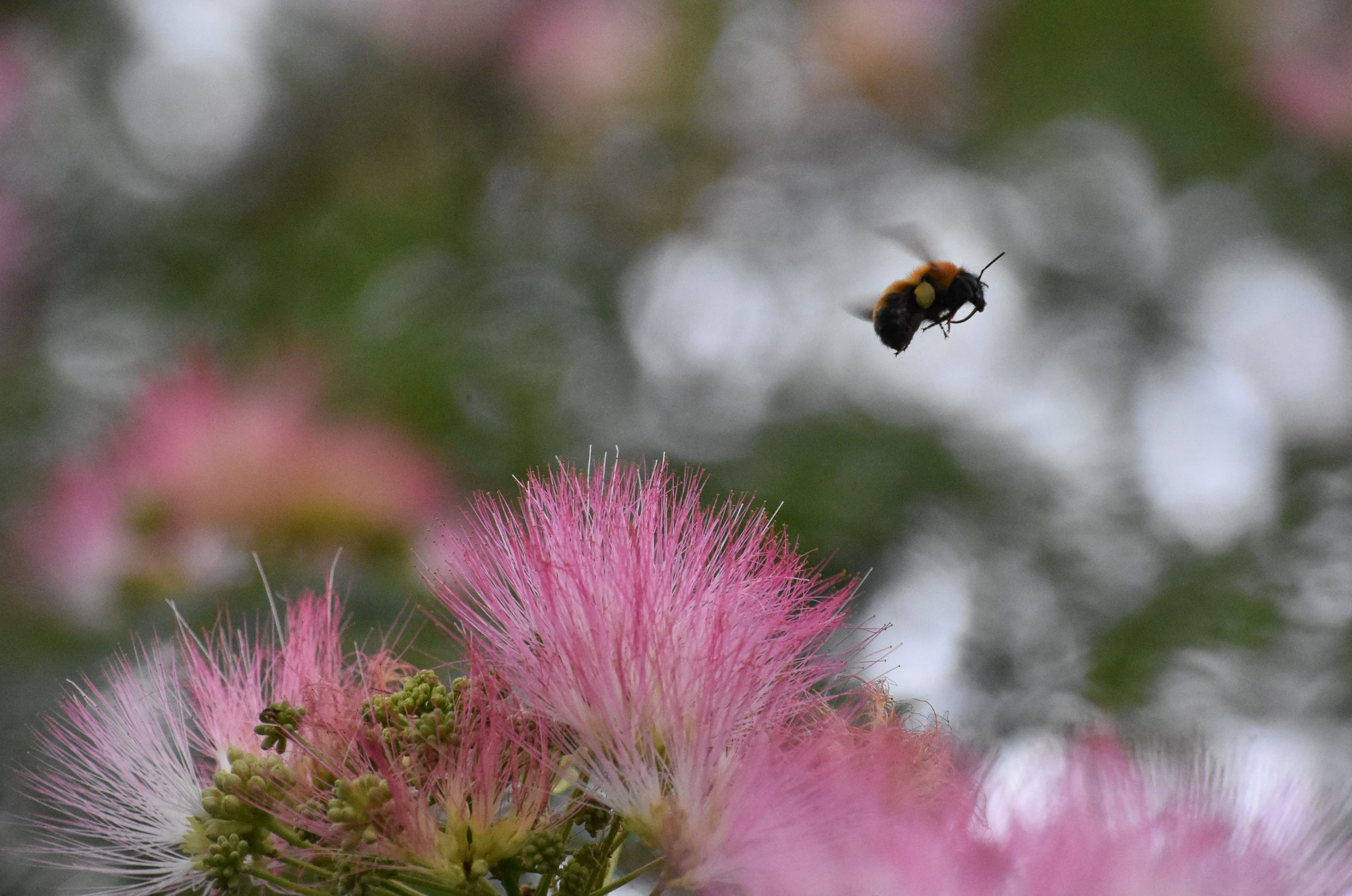ネムノキの花から花へ飛び回るトラマルハナバチ
