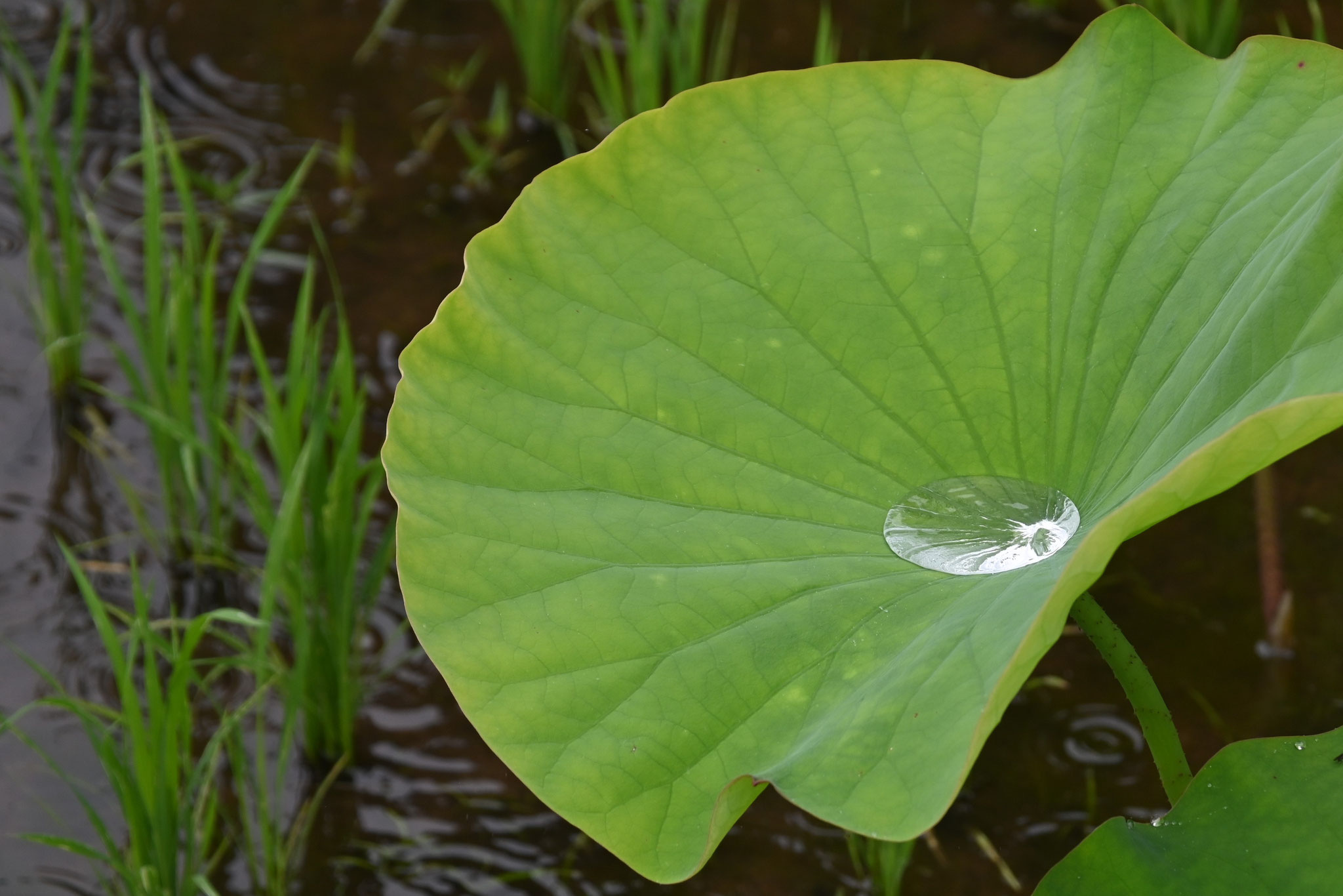 ハスの葉に光る水滴