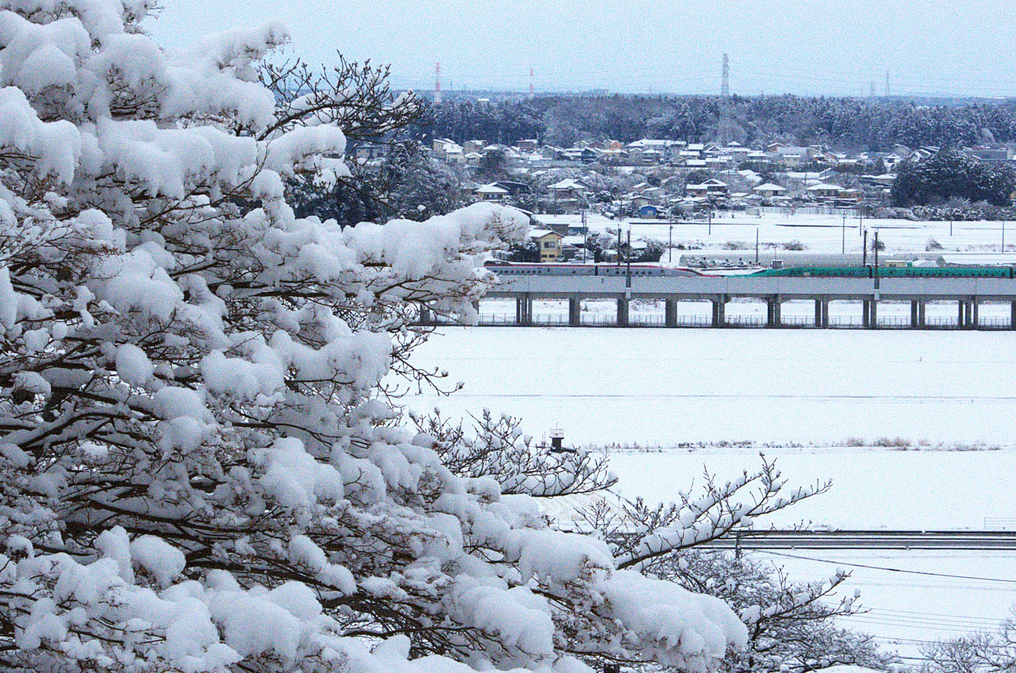 大雪の朝　2月８日　北山霊園から