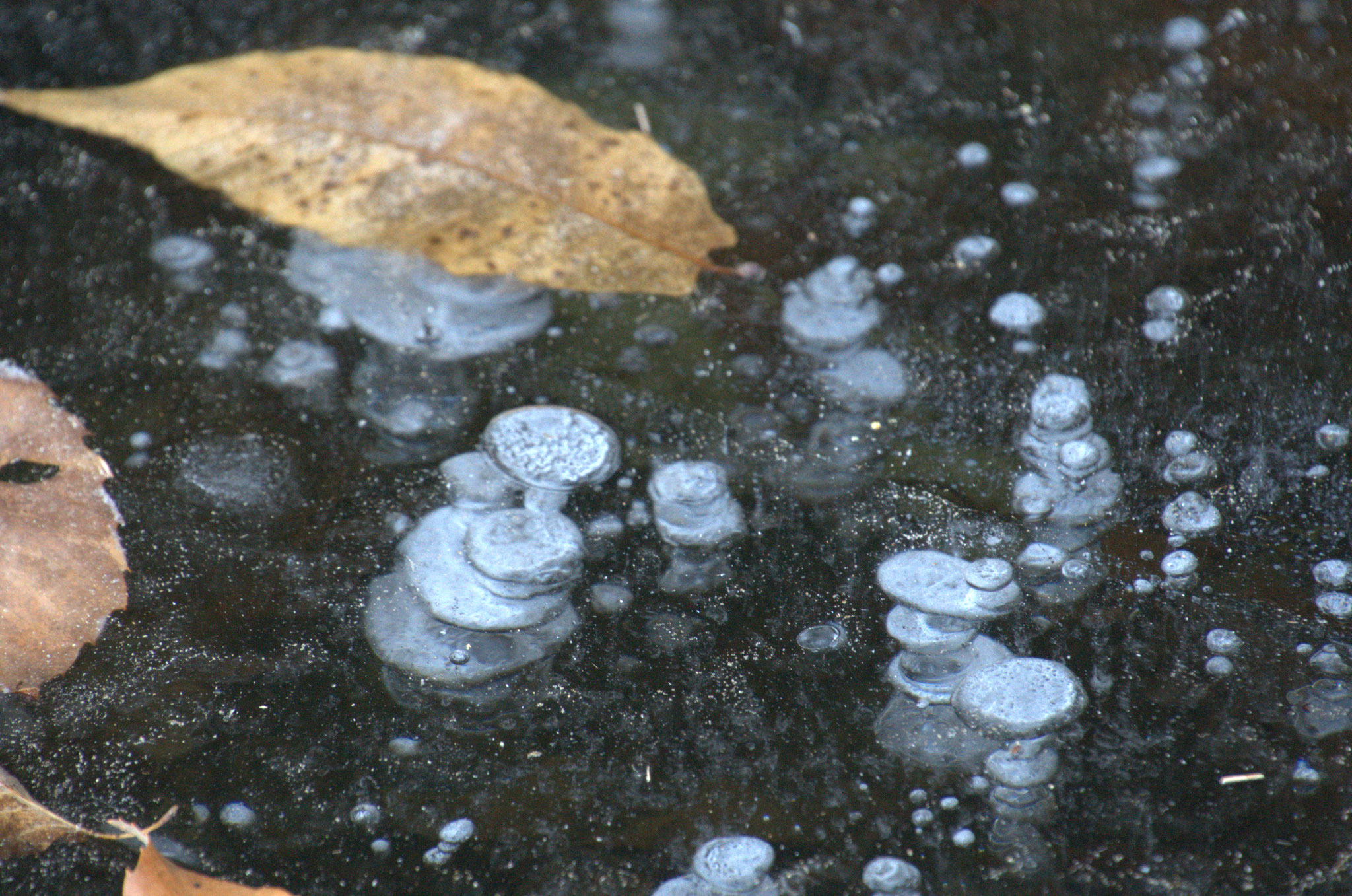 田川岸の水たまりにアイスバブル