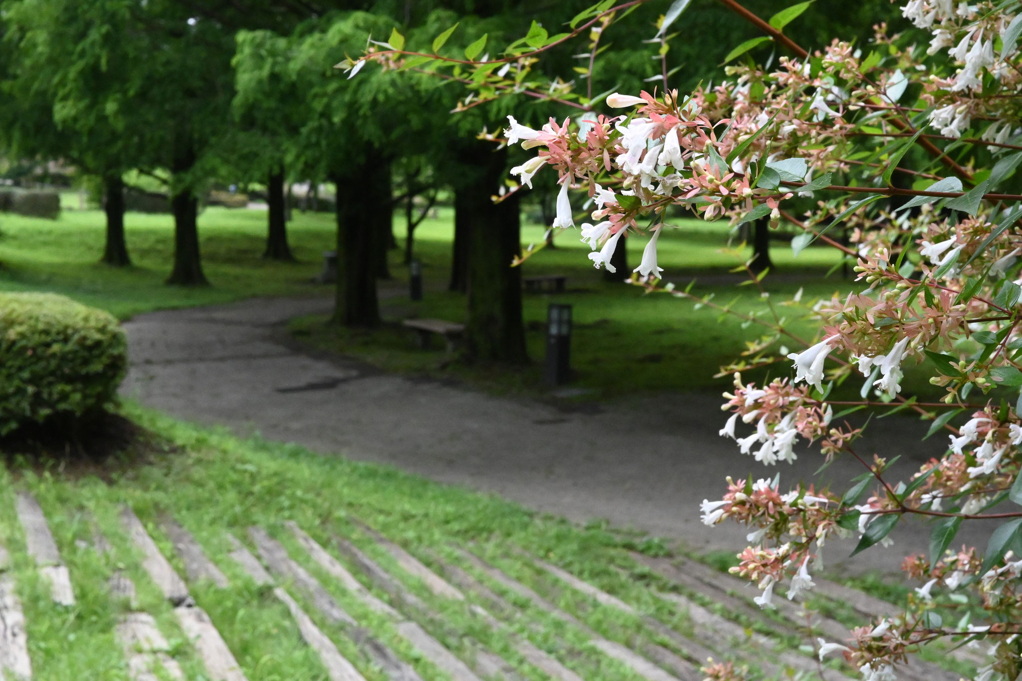 深緑に爽やか　長岡公園のアベリア
