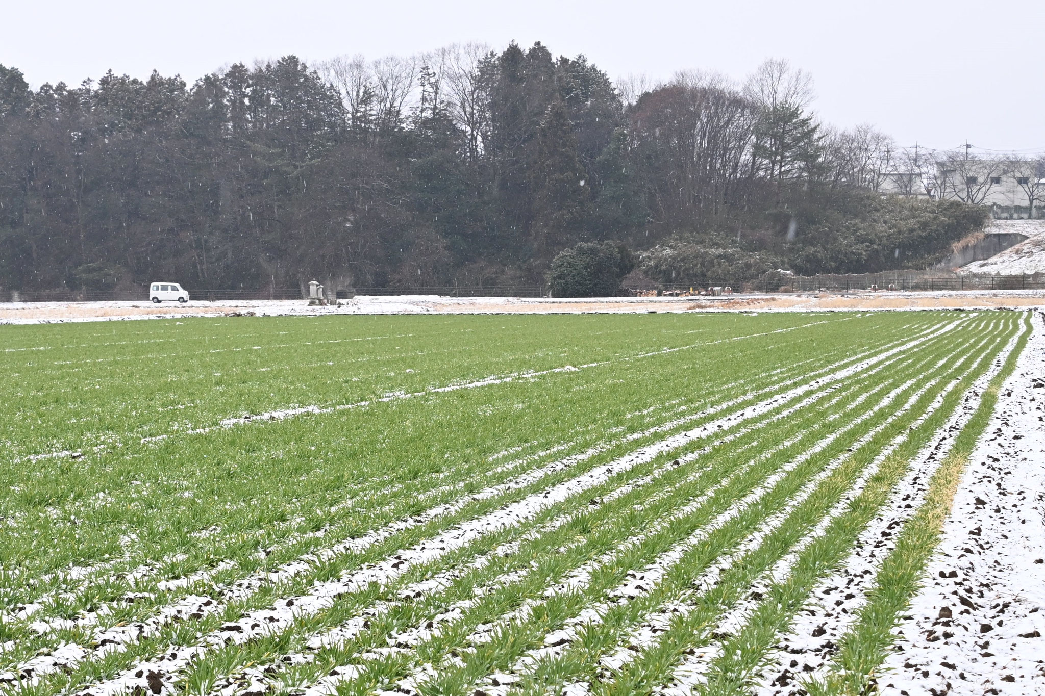 雪に映える麦のストライプ