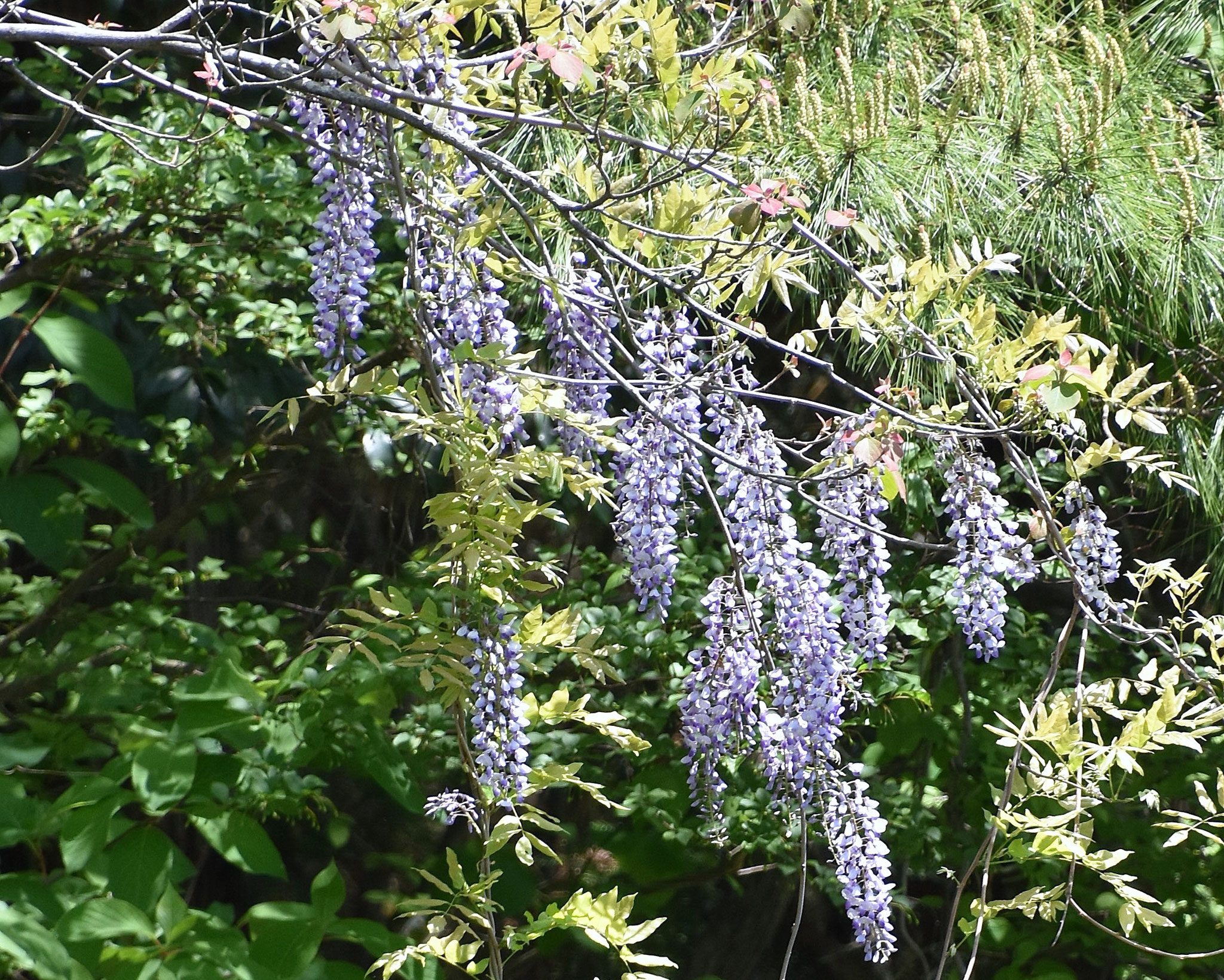 咲きそろう藤の花房
